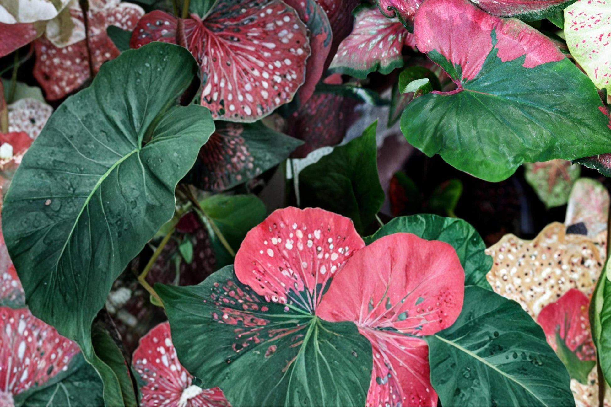 Harrison Strap Caladium Bulbs – Caladium bicolor – Tropical Shade Garden Plant for Container and Landscape