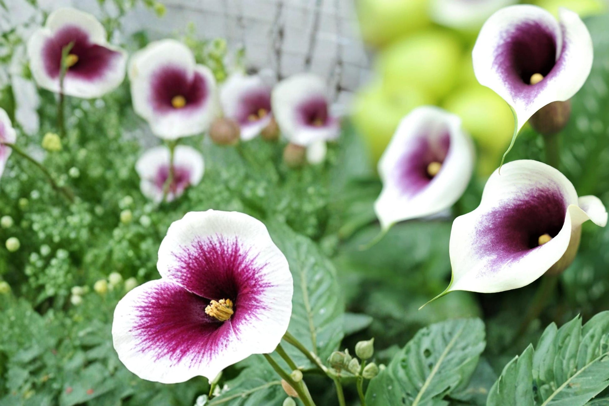 Picasso Calla Lily Bulbs – Zantedeschia, Bicolor Purple and White Flowering Bulb, Ornamental Garden and Container Plant
