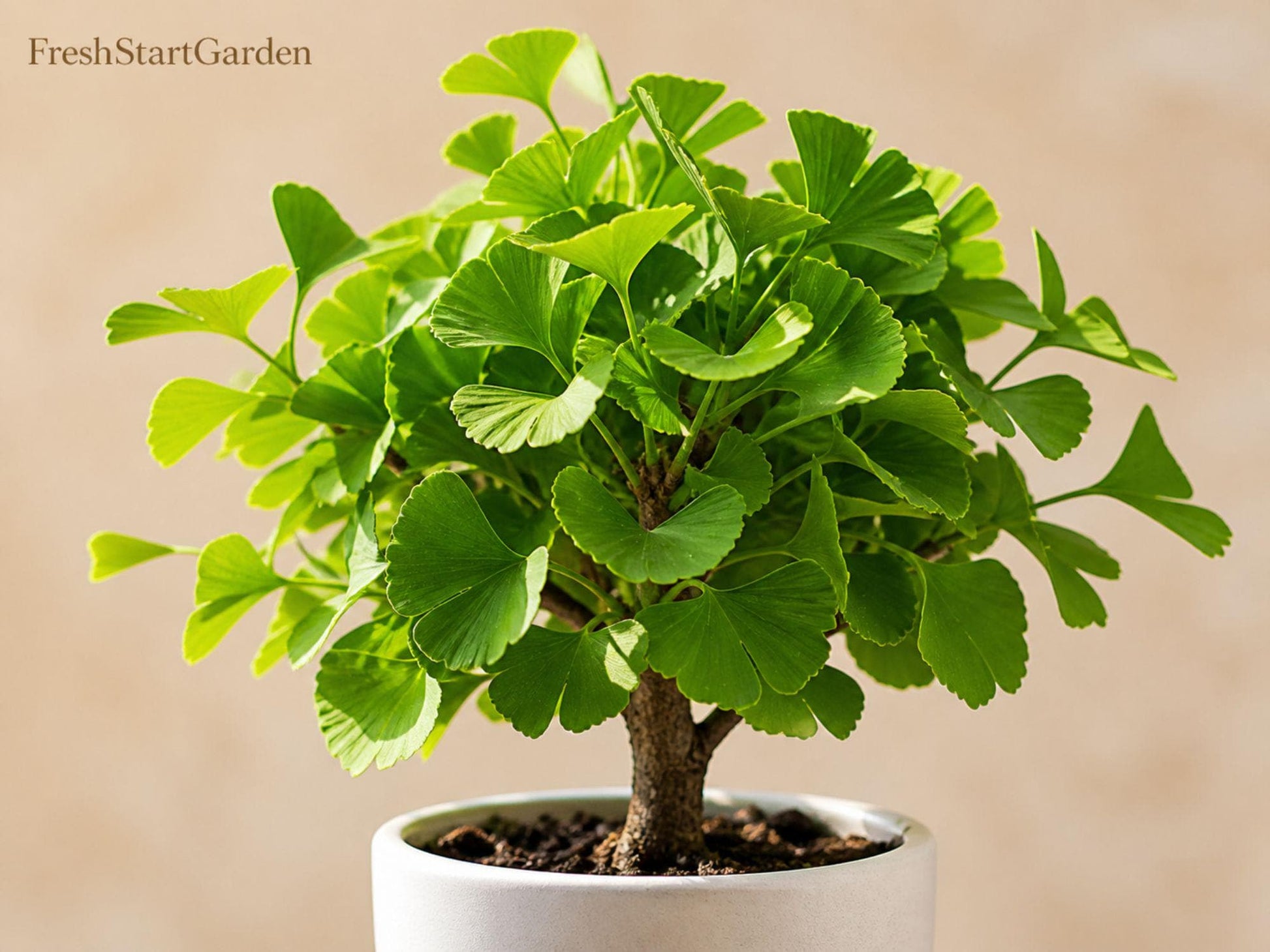 Ginkgo biloba Bare Root Tree 12–24in Fall Color Landscape Plant, Hardy Deciduous Tree