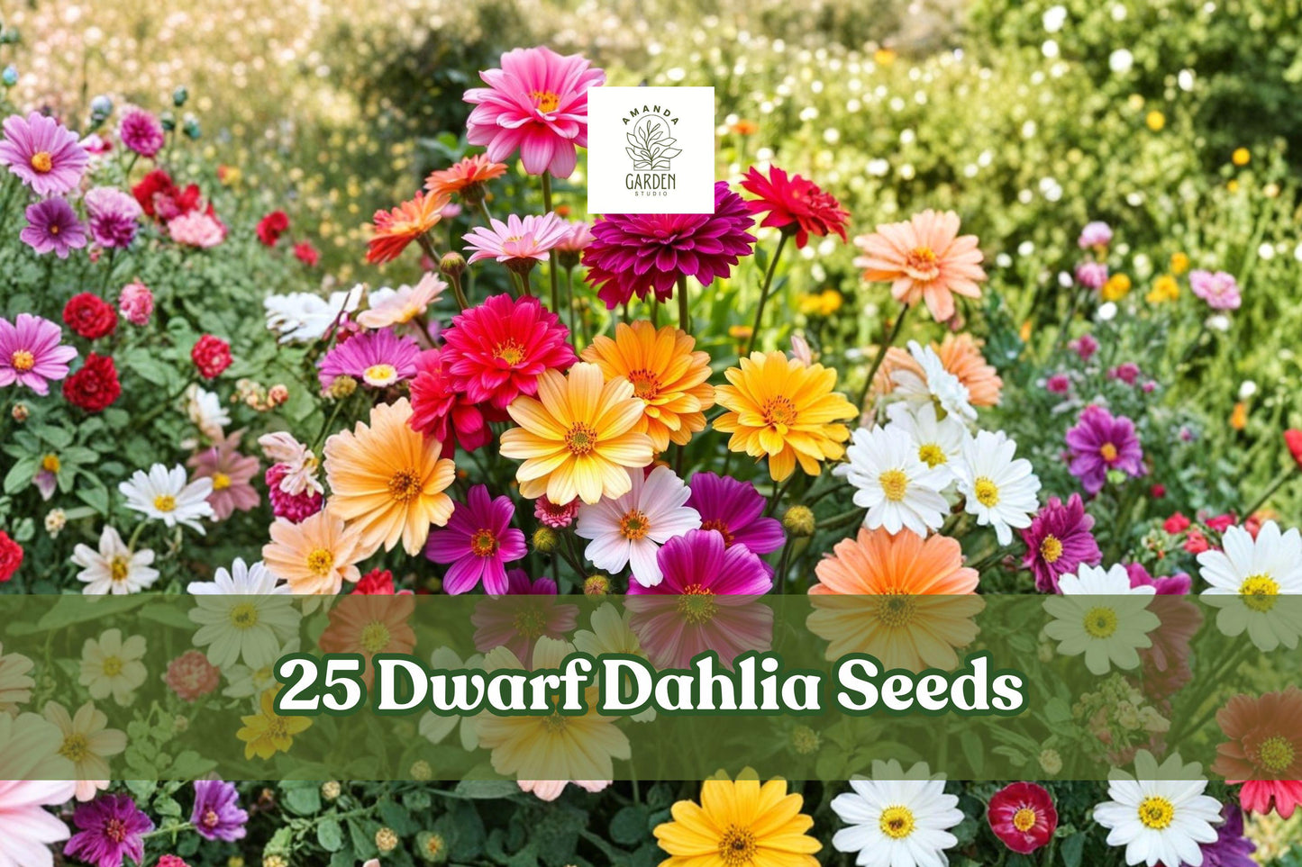 Dwarf Dahlia Seeds 25+ Pack | Summer Mix, Colorful Blooms, Container Flowering Plant, Dahlia spp.