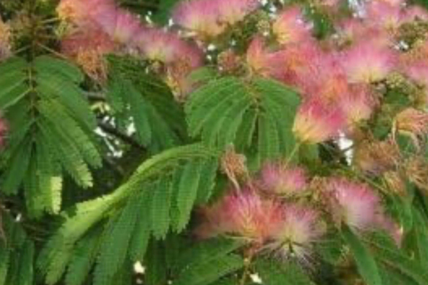 Pink Mimosa Tree Bare Root Plant – Albizia julibrissin, Silk Tree, Pink Flowers, Ornamental Deciduous Tree