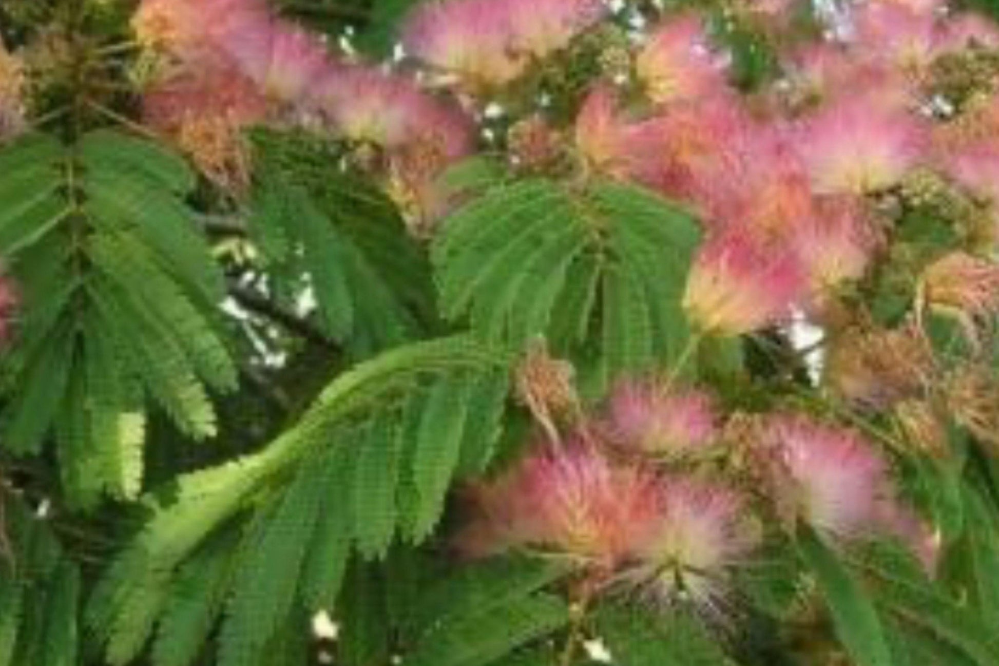 Pink Mimosa Tree Bare Root Plant – Albizia julibrissin, Silk Tree, Pink Flowers, Ornamental Deciduous Tree