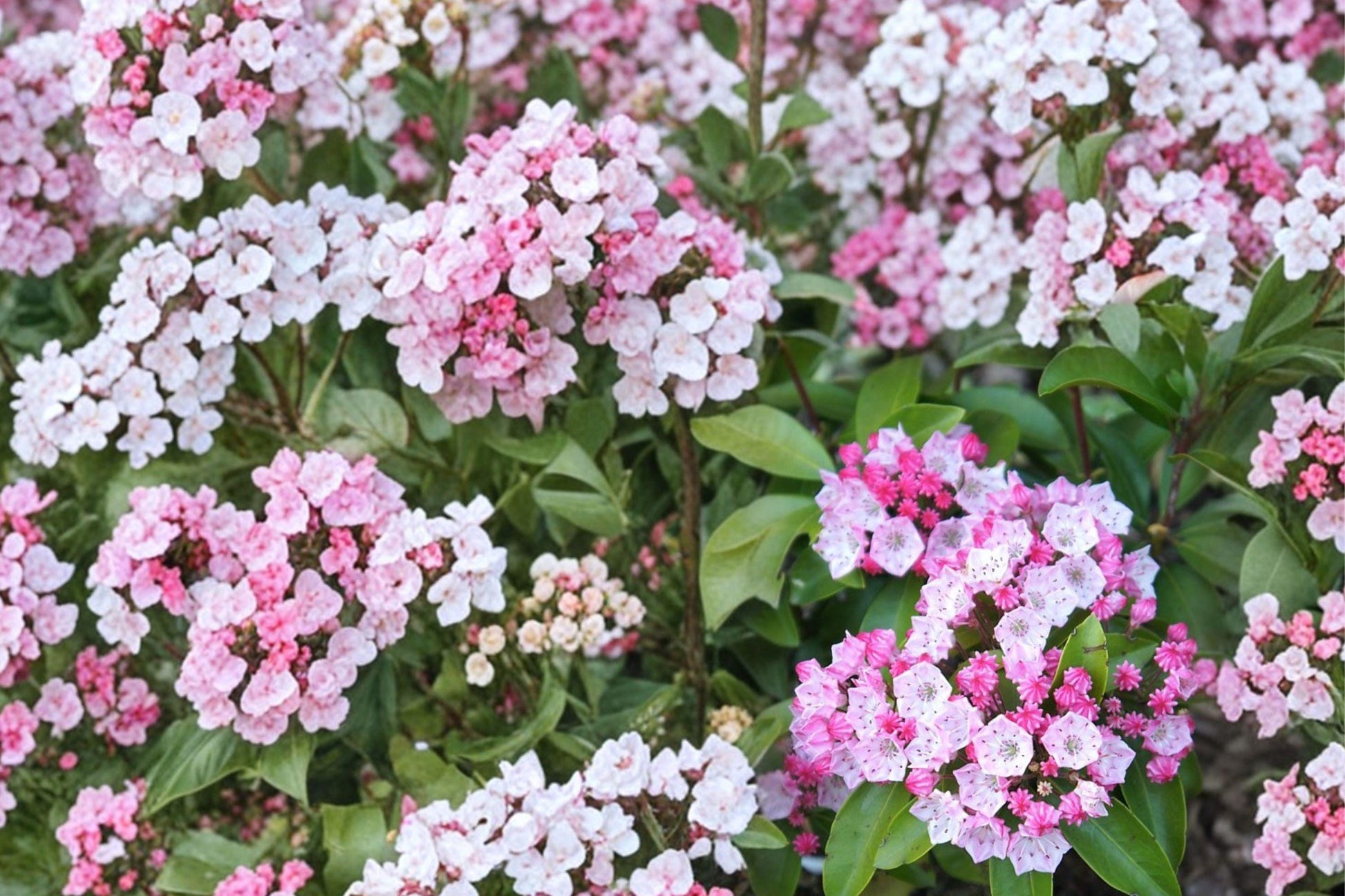 Pink Mountain Laurel Bare Root Plant – Kalmia latifolia, 2 Ft+ Hardy Evergreen Shrub for Shade Gardens