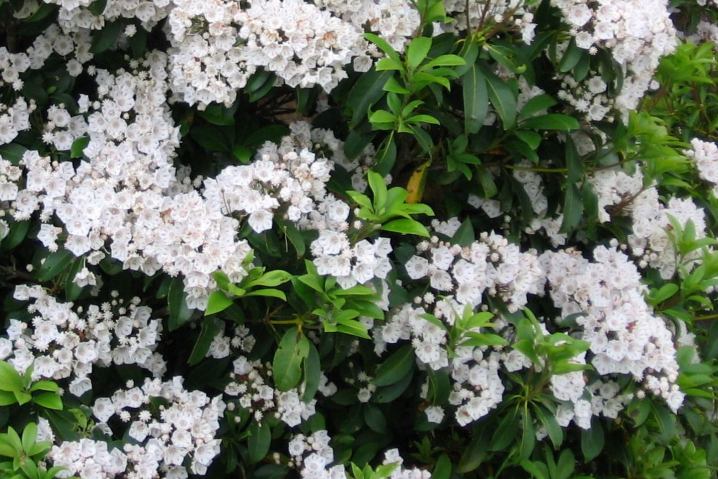 White Mountain Laurel Bare Root Shrub – Kalmia latifolia, Evergreen Flowering Plant for Shade Gardens