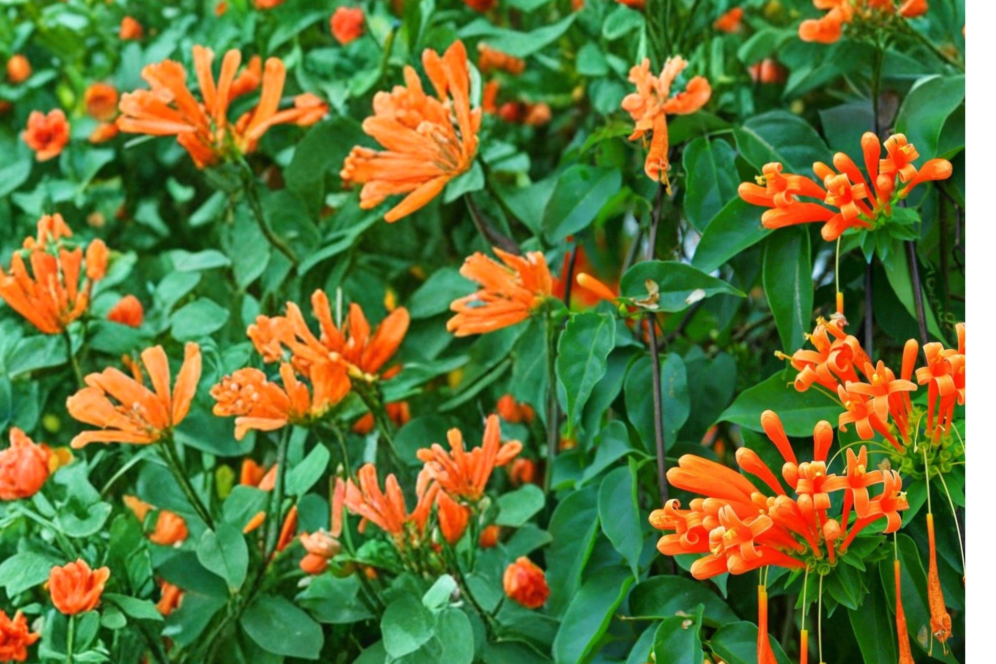 Flame Trumpet Vine Bare Root Plant – Campsis radicans – Climbing Ornamental Vine with Orange-Red Flowers for Gardens and Trellises