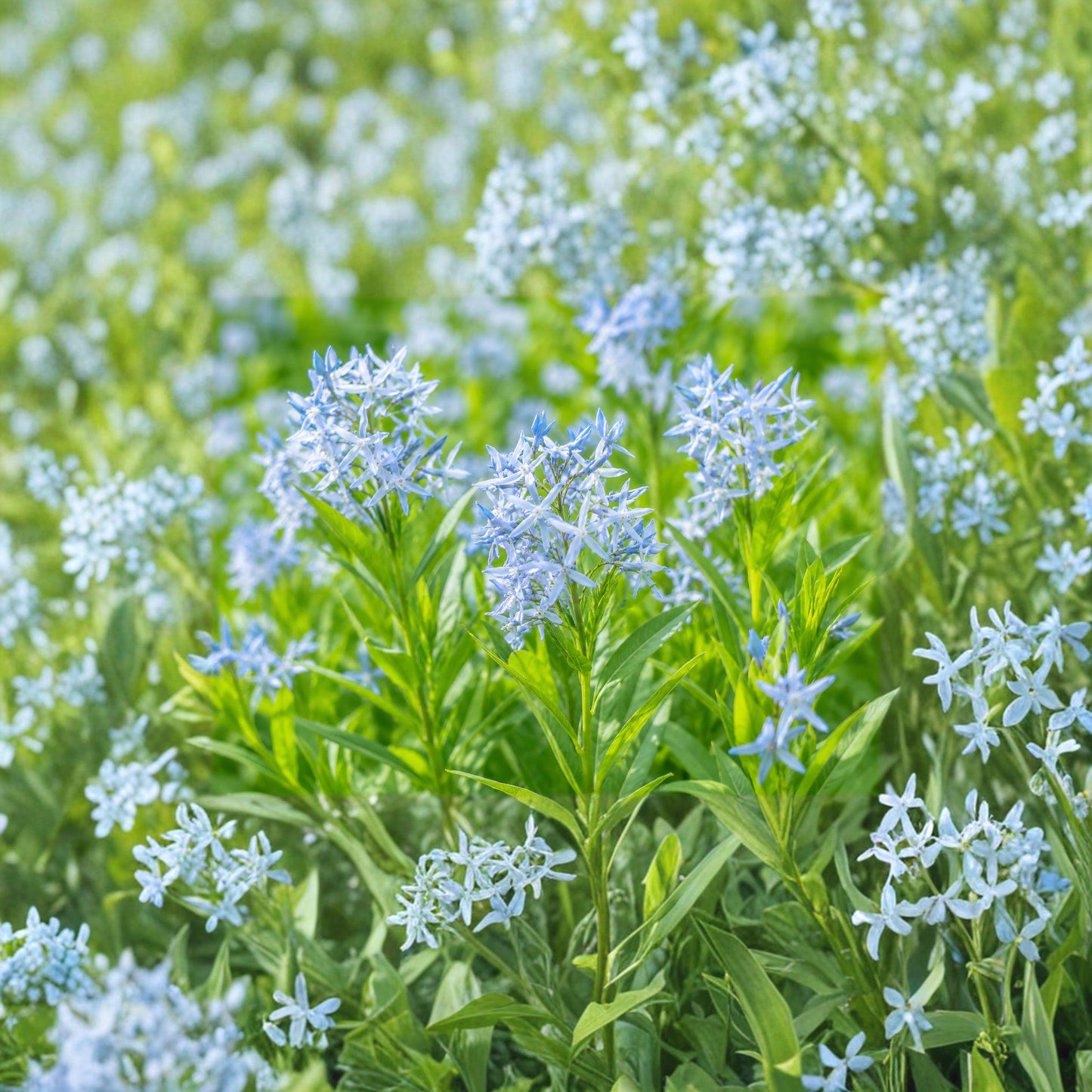 Ozark Bluestar Seeds 10 Pack - Amsonia illustris Perennial Native Flowering Plant for Pollinator Gardens