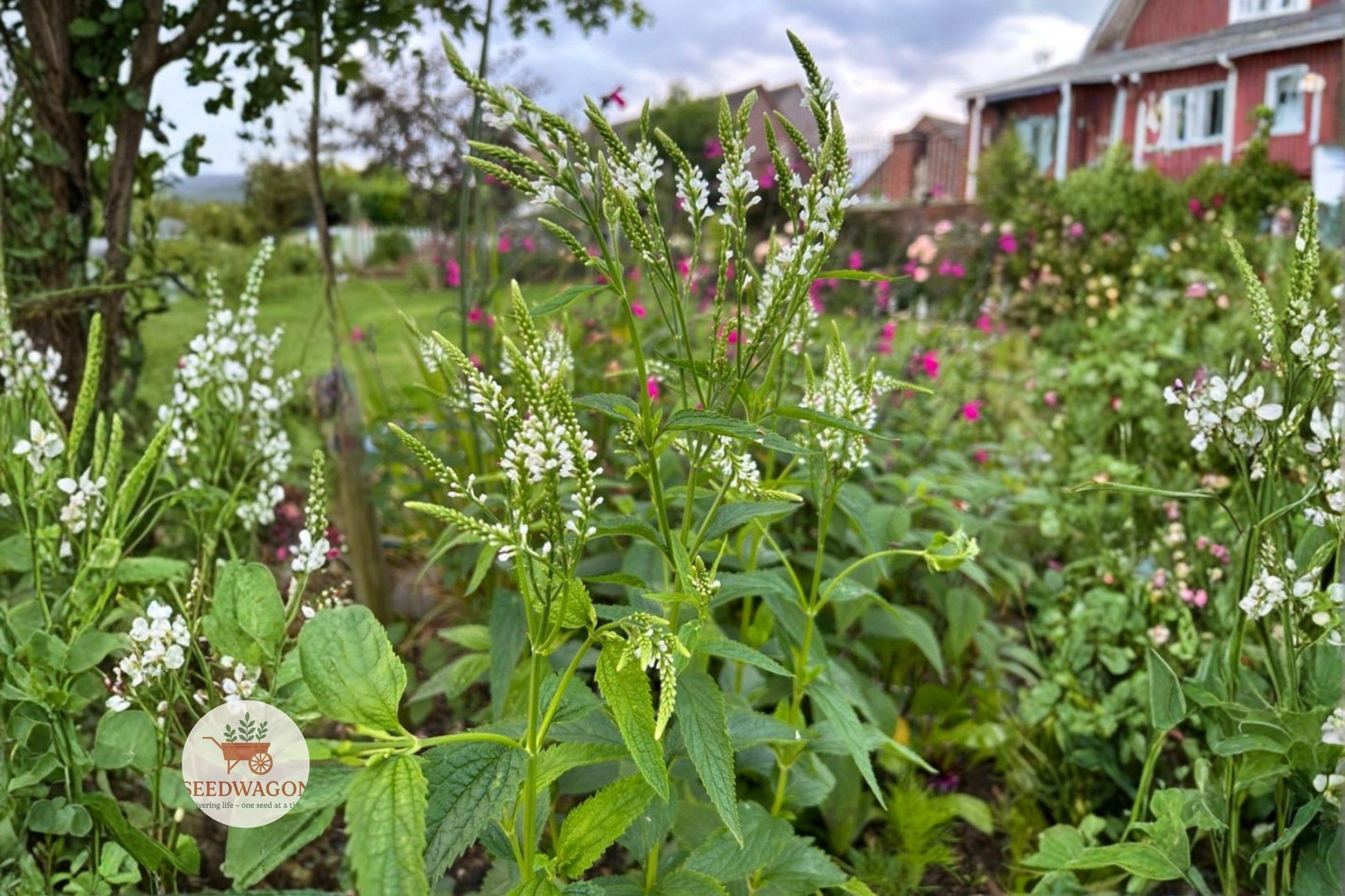 white vervain seeds, native wildflower seeds, pollinator garden seeds, perennial wildflower seeds, butterfly attracting seeds, meadow plant seeds, native plant seeds, white flower seeds, wildflower seed packet, easy grow wildflower, natural landscape seeds, bee friendly seeds, summer bloom seeds