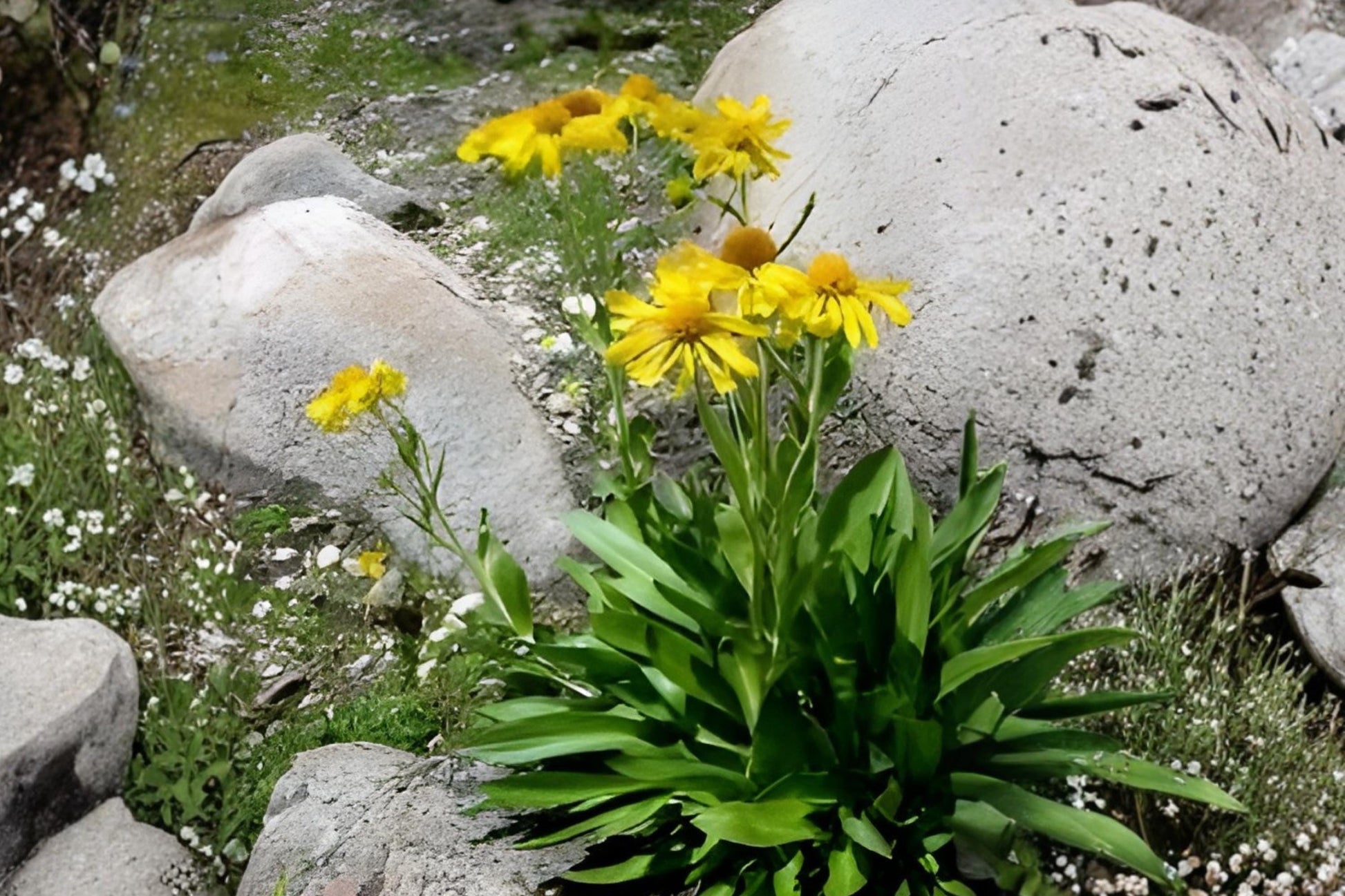 Orange Mountain Daisy Seeds – Native Alpine Wildflower, Drought Tolerant, Hymenoxys hoopesii, Bright Orange Blooms, Rock Garden Planting