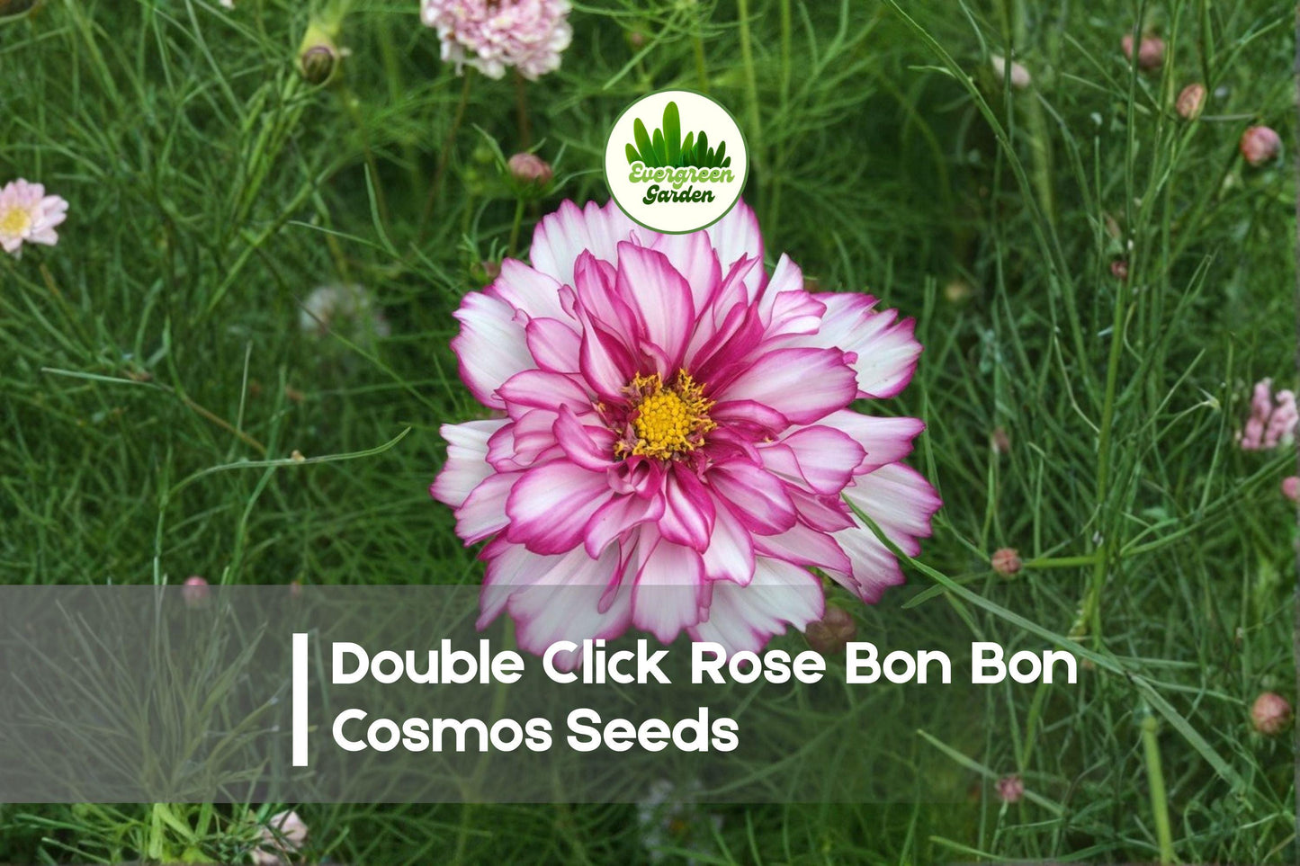 Double Click Rose Bon Bon Cosmos Seeds – 200+ Premium Annual Seeds for Bright Rose-Pink Double Frilled Blooms, Butterfly & Pollinator Friendly