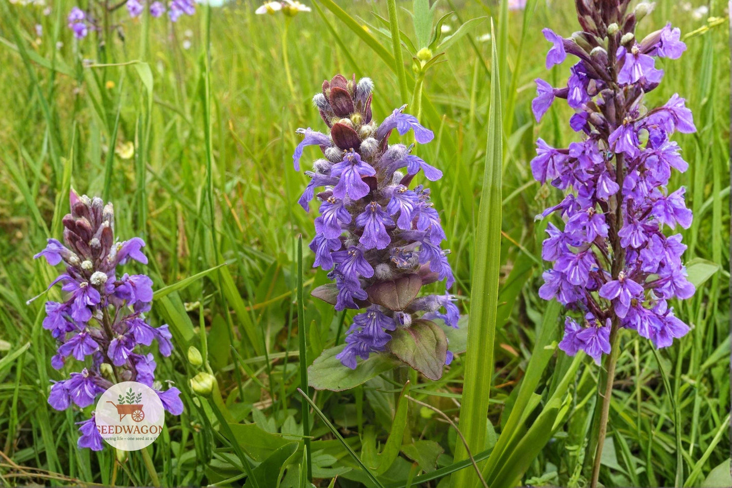 heal all seeds,prunella vulgaris seeds,pollinator ground cover,wildflower seeds,perennial flower seeds,purple flower seeds,ground cover seeds,bee attracting seeds,butterfly garden seeds,native plant seeds,low maintenance seeds,meadow wildflower seeds
