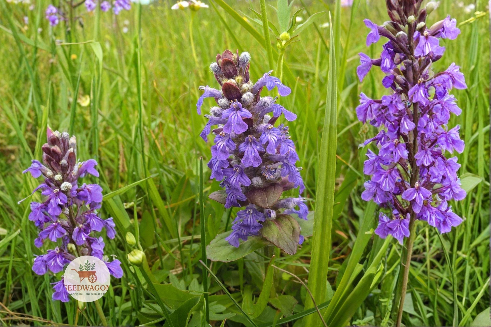 heal all seeds,prunella vulgaris seeds,pollinator ground cover,wildflower seeds,perennial flower seeds,purple flower seeds,ground cover seeds,bee attracting seeds,butterfly garden seeds,native plant seeds,low maintenance seeds,meadow wildflower seeds