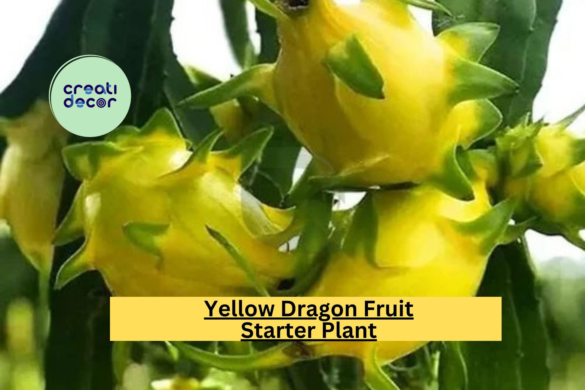 Yellow Dragon Fruit Plant Live Starter | Hylocereus megalanthus Tropical Cactus Vine for Garden & Containers