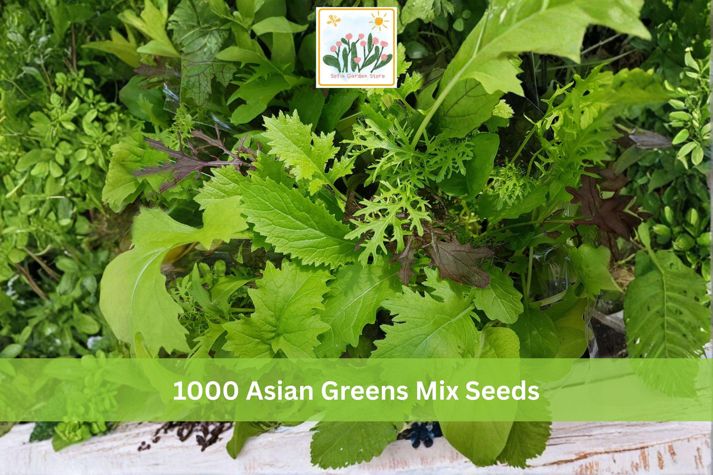 Asian Greens Mix Seeds - Microgreens & Baby Leaf Garden Pack, Leafy Vegetable Blend, Vibrant Green & Red, 1000+ Seeds