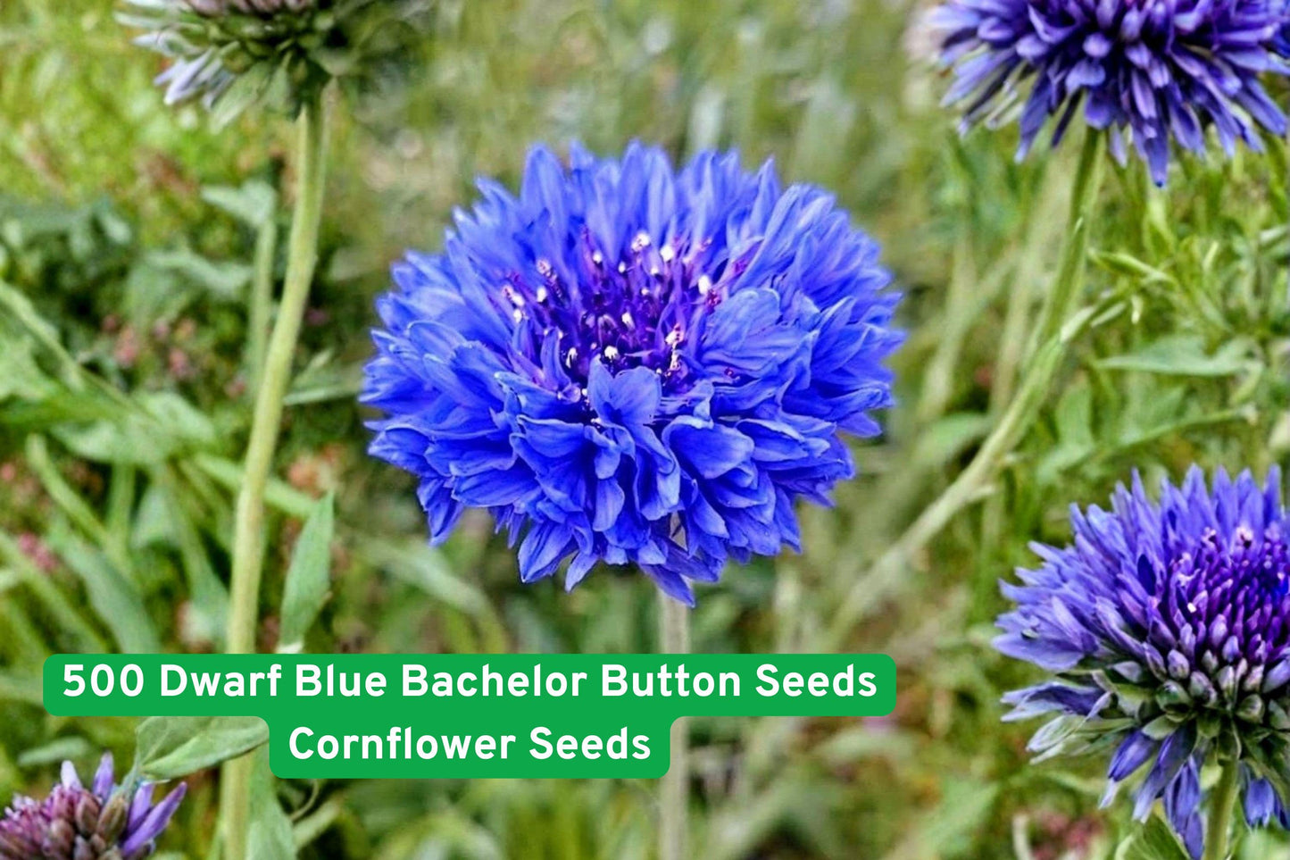 blue bachelor button seeds, cornflower wildflower seeds, dwarf blue flower seeds, pollinator attracting seeds, cottage garden seeds, border flower seeds, easy grow flower seeds, annual wildflower seeds, vibrant blue flower seeds, bee friendly plant seeds, flower bed seeds, spring summer bloom seeds, low maintenance garden seeds