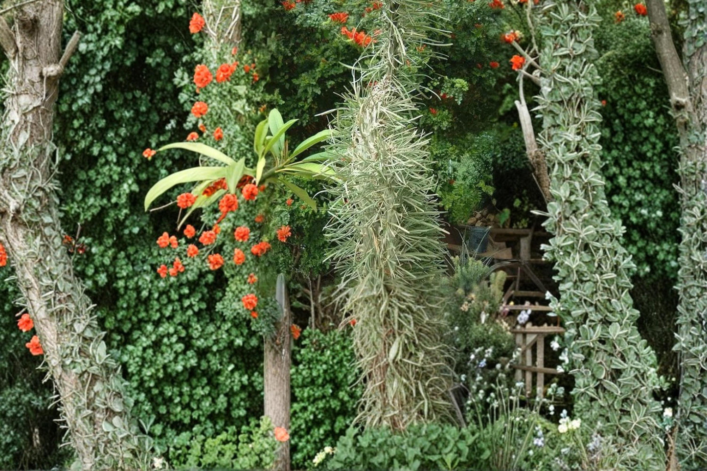 Octopus Tree Seeds – Didierea madagascariensis Succulent Tree for Arid Climates, Rare Madagascar Native Plant, 5 Seeds