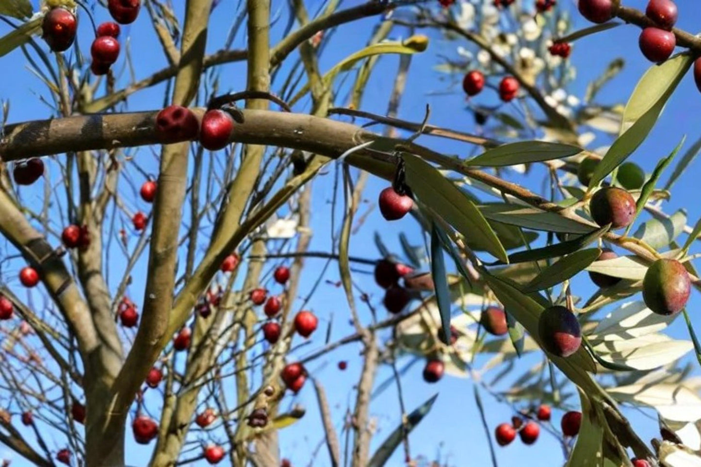 Olive Tree Seeds – Olea europaea – Edible Fruit, Evergreen Garden Plant, Drought Tolerant, Mediterranean Climate