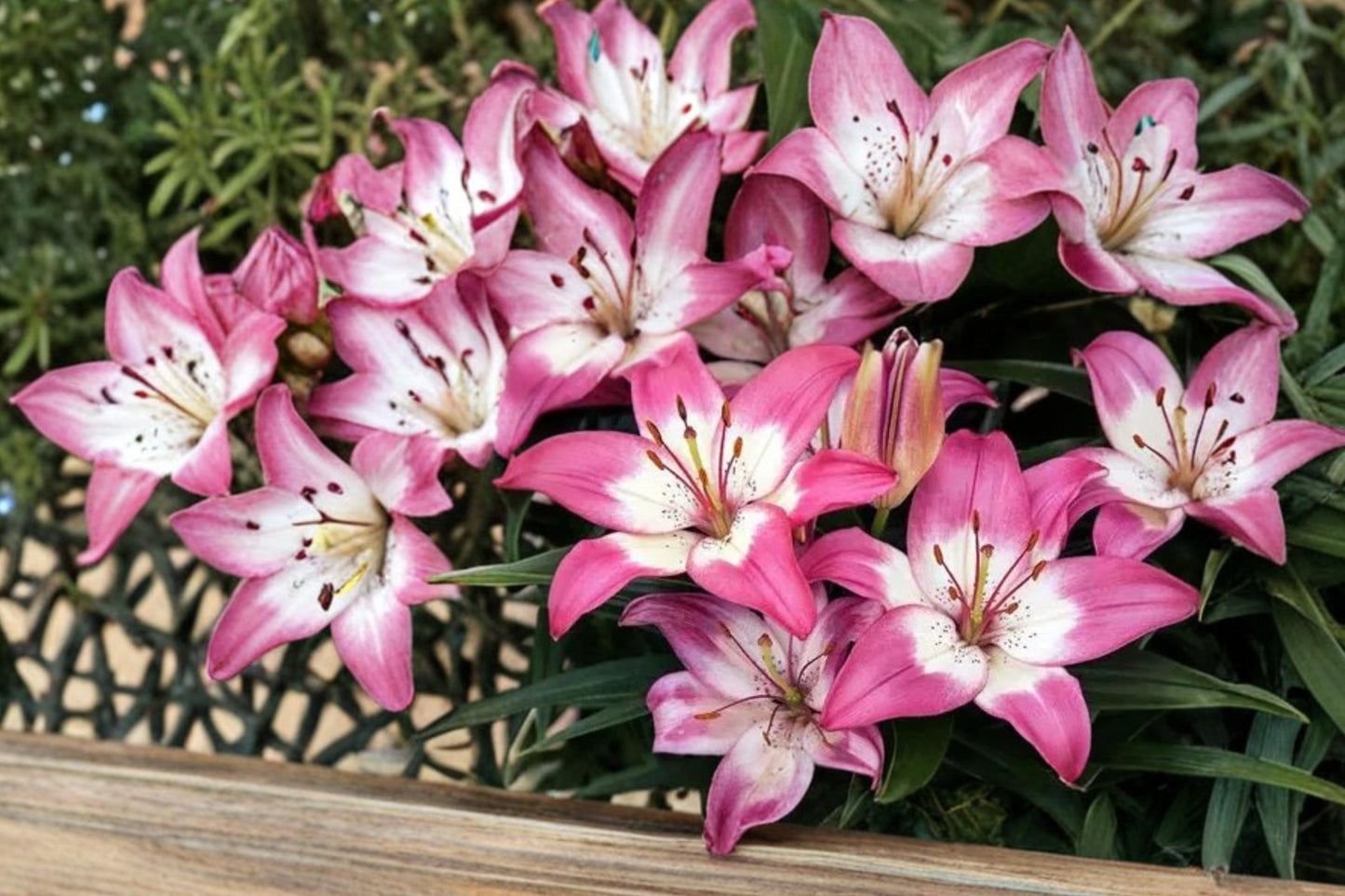 Perfect Joy Asiatic Lily Bulbs – Pink Flowering Perennial Bulb – Lilium asiatica for Garden Beds & Borders