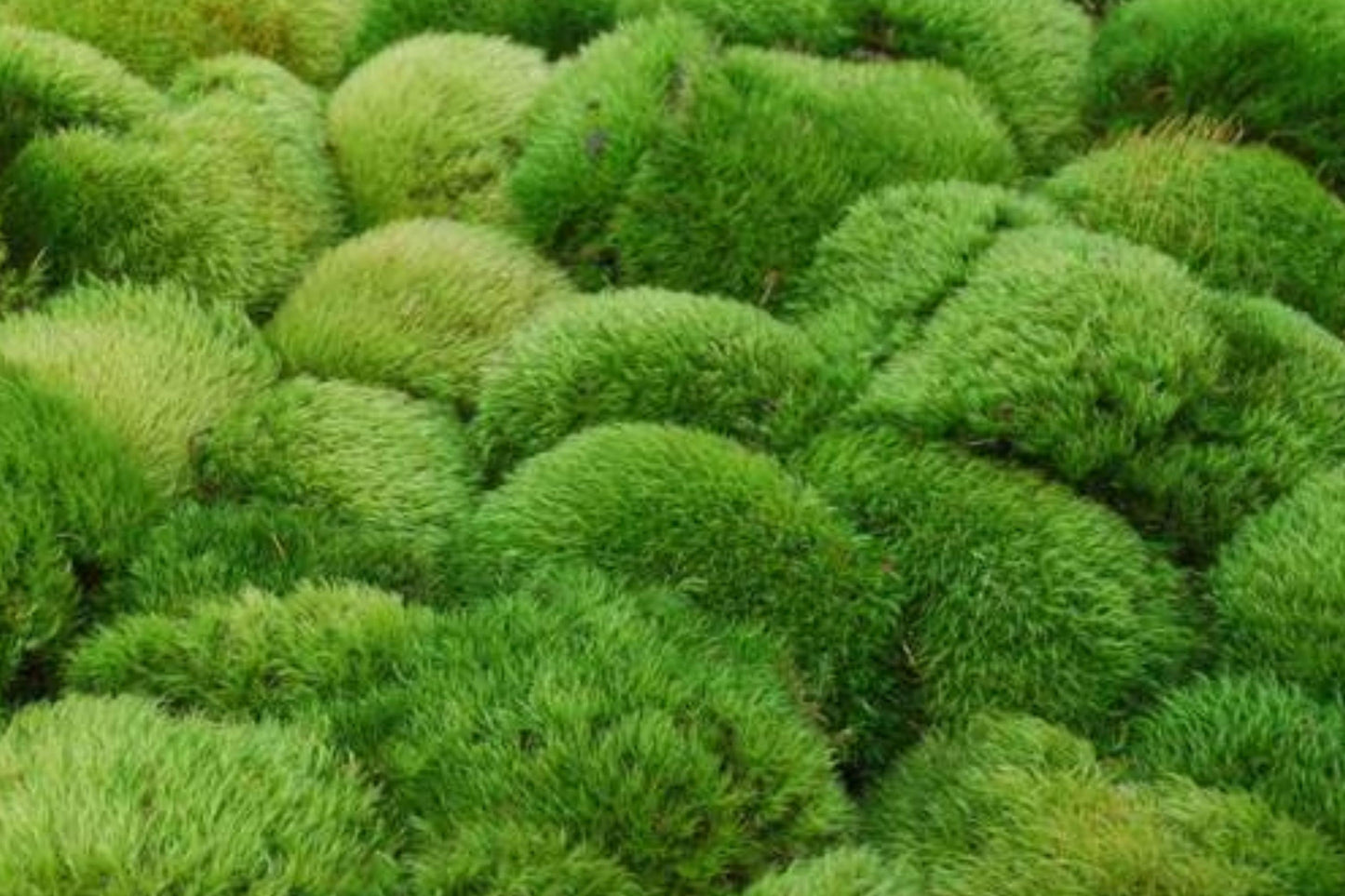 Live Sheet Moss Mat 1 sq ft Hypnum spp. - Natural Green Ground Cover for Terrariums & Indoor Decor