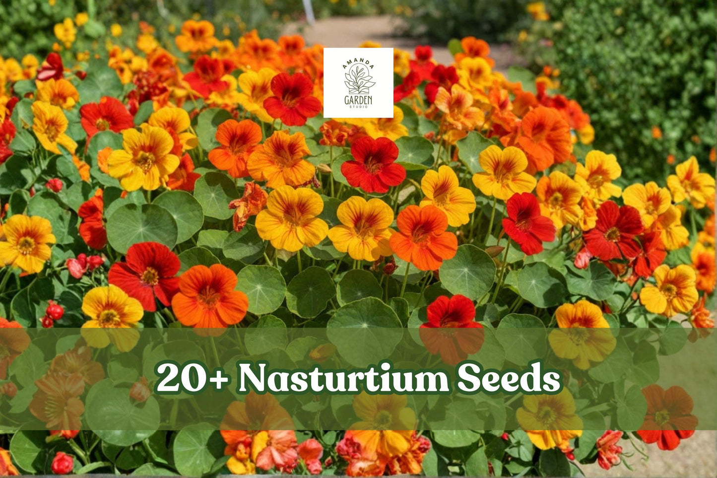 20+ Nasturtium Seeds Dwarf Mix Edible Flower Tropaeolum majus Pollinator Attracting Outdoor Annual