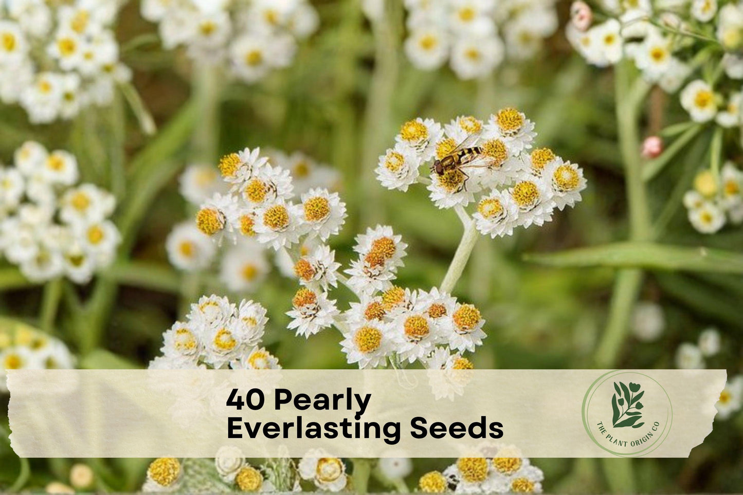 Pearly Everlasting Seeds - Anaphalis margaritacea Wildflower, White Blooms, Dried Flower Use, Pollinator Garden, 40 Seeds