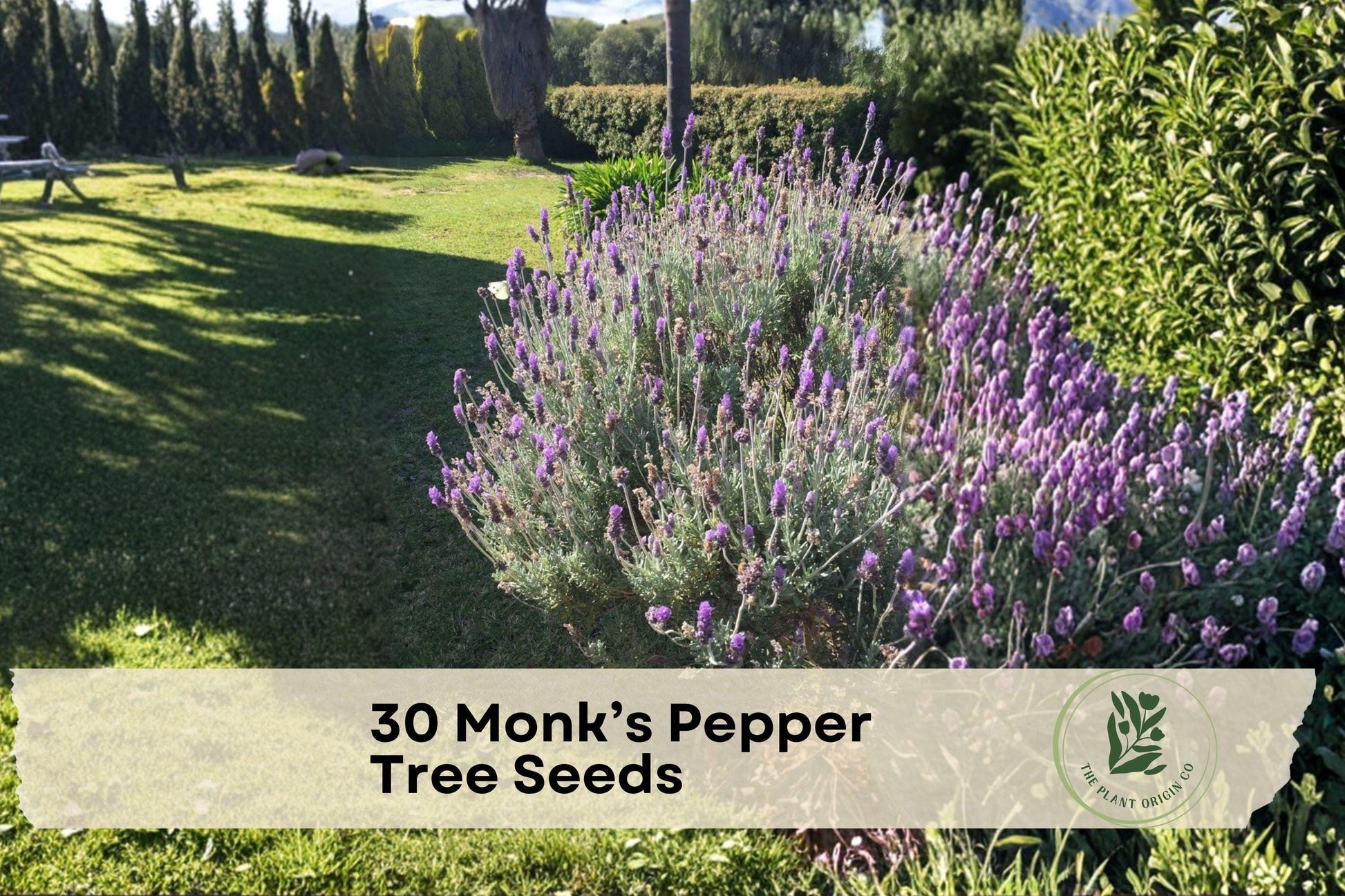 40 Pearly Everlasting Seeds for Ornamental Shrub or Small Tree, Purple Flowers, Vitex agnus-castus, Chaste Tree