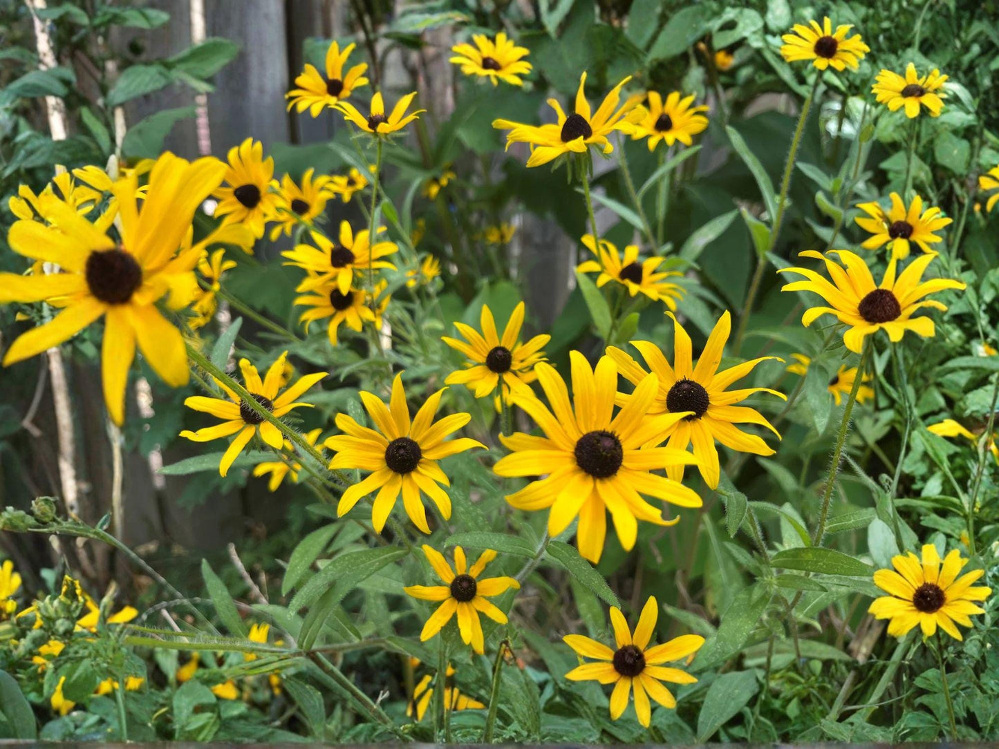Black-Eyed Susan Seeds | Rudbeckia Hirta Flower Pack | Bright Yellow Daisy-Like Flowers for Gardens & Borders