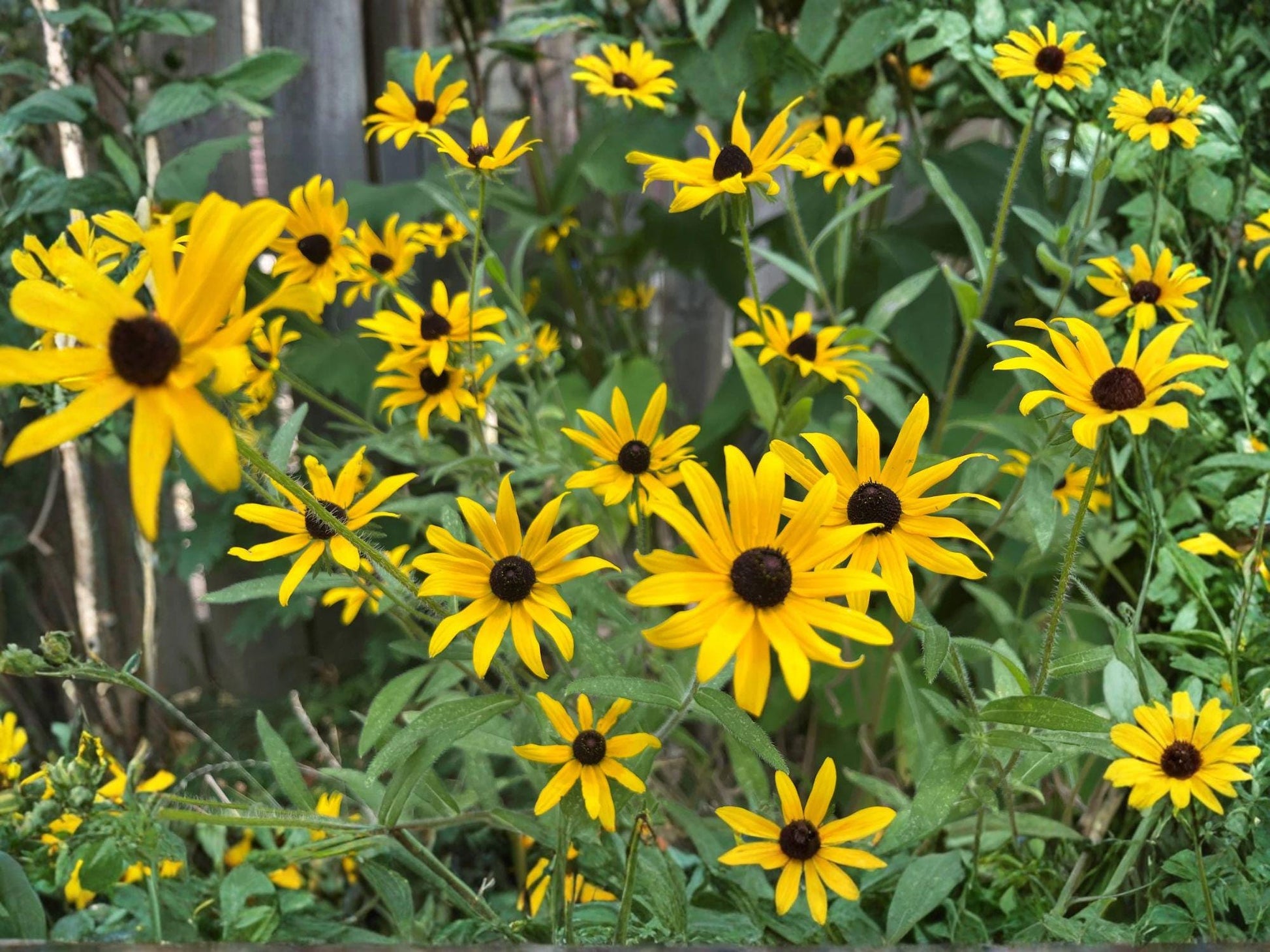Black-Eyed Susan Seeds | Rudbeckia Hirta Flower Pack | Bright Yellow Daisy-Like Flowers for Gardens & Borders