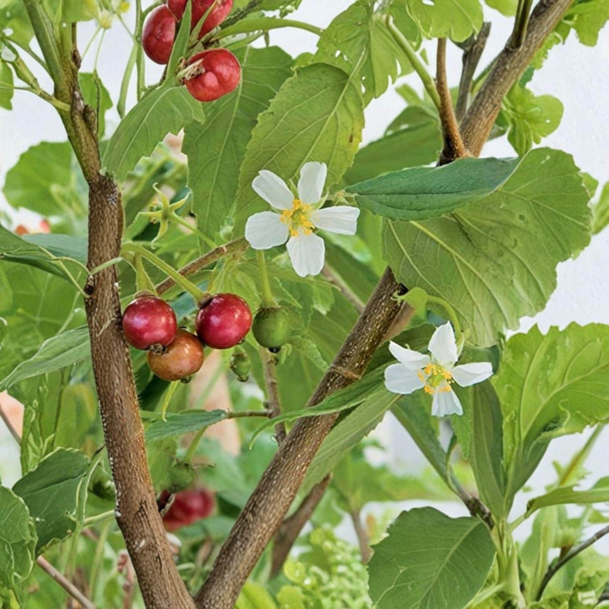 Strawberry Tree Live Plant Muntingia calabura 6-10 Inches Tropical Fruit Tree for Garden