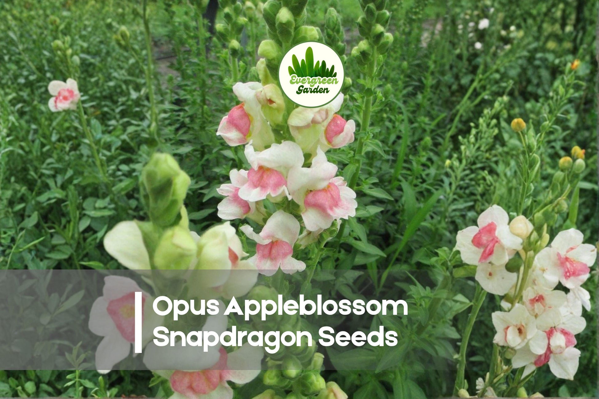 Opus Appleblossom Snapdragon Seeds – Pink and White Bicolor, Tall Annual Flowers, Antirrhinum majus, Cut Flowers & Borders