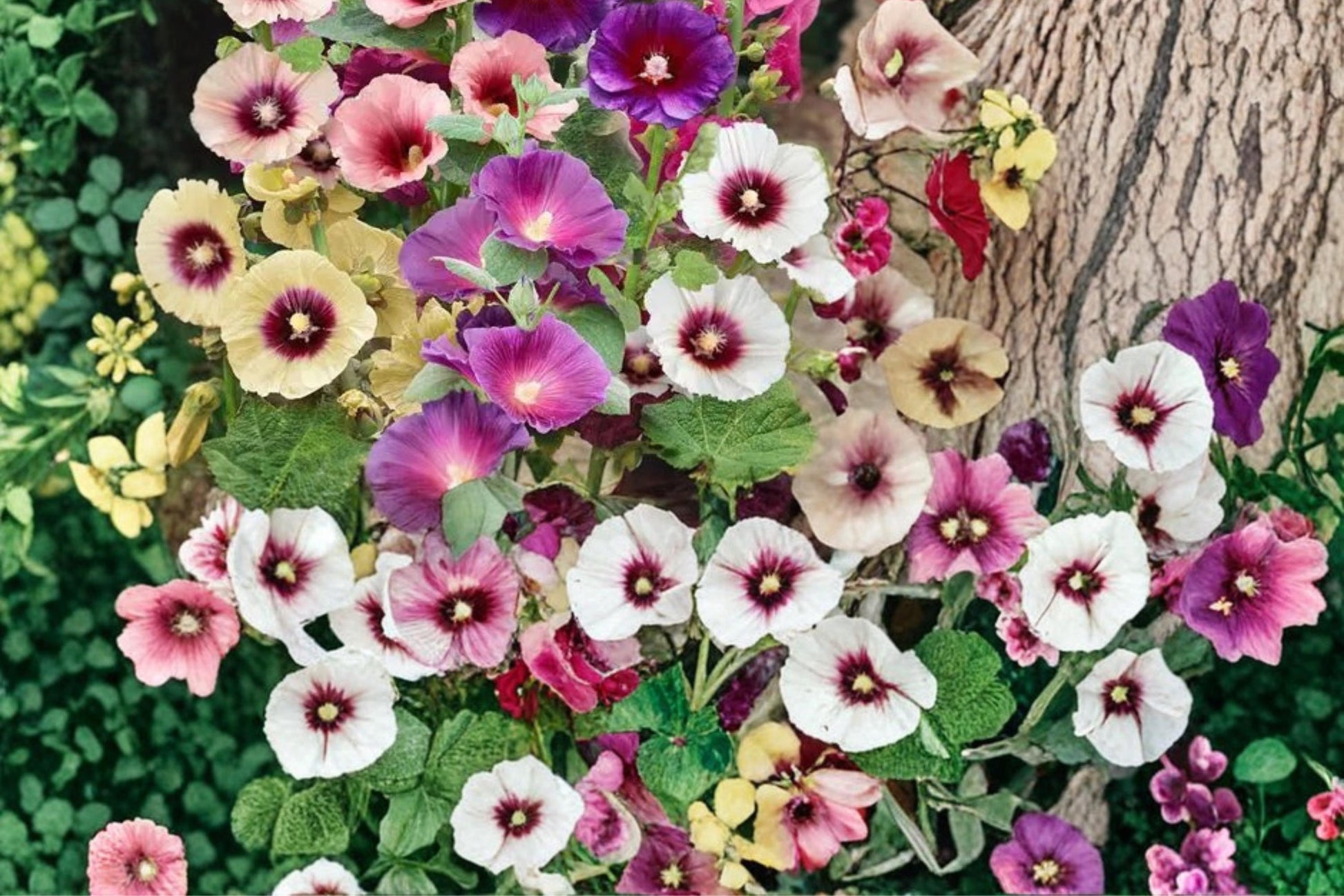 Mixed Hollyhock Seeds – Alcea rosea, Colorful Flowering Plant for Borders and Vertical Gardens, 100+ Seeds