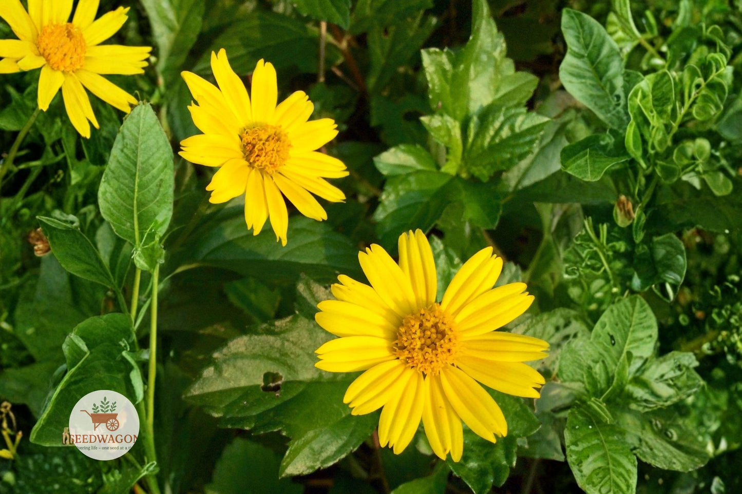 Yellowray Goldfields seeds, native wildflower seeds, pollinator garden seeds, spring blooming seeds, yellow flower seeds, meadow flower seeds, annual wildflower seeds, bee attracting seeds, butterfly friendly seeds, low maintenance seeds, naturalized landscape seeds, sunny garden seeds, drought tolerant seeds