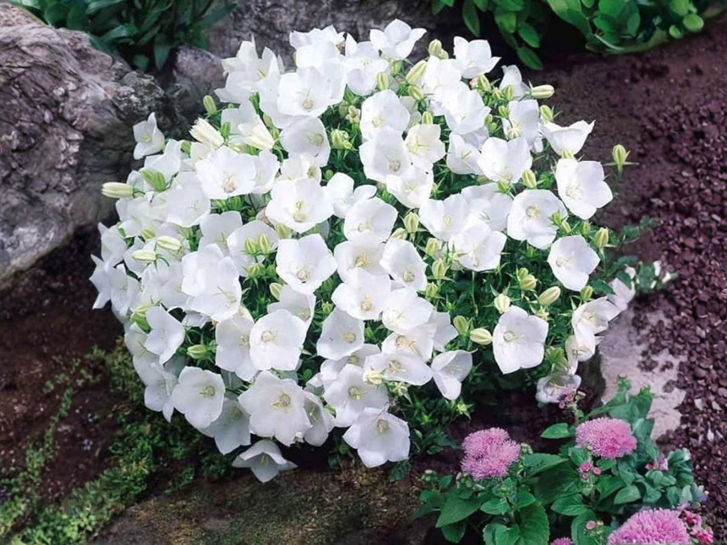 Campanula carpatica Seeds – Tussock Bellflower Blue Flower Perennial for Rock Gardens & Borders