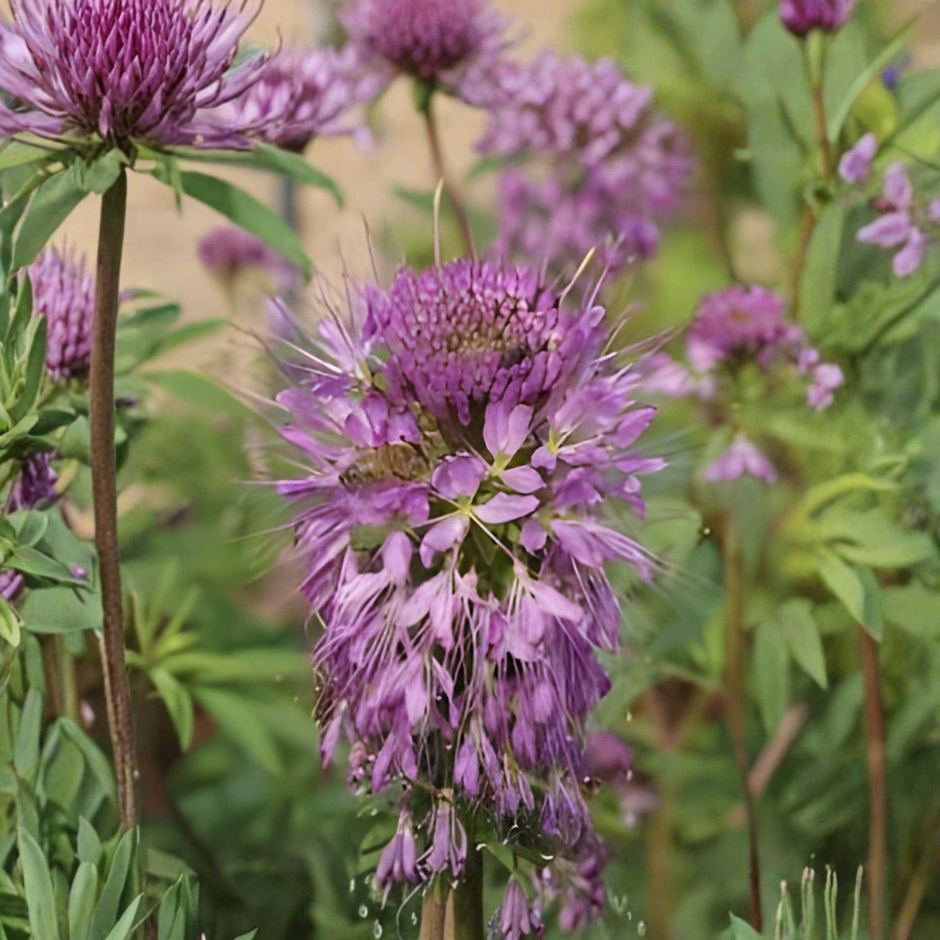 Rocky Mountain Bee Plant Seeds – Cleome serrulata Wildflower for Pollinators, Prairie Gardens, 75 Seeds