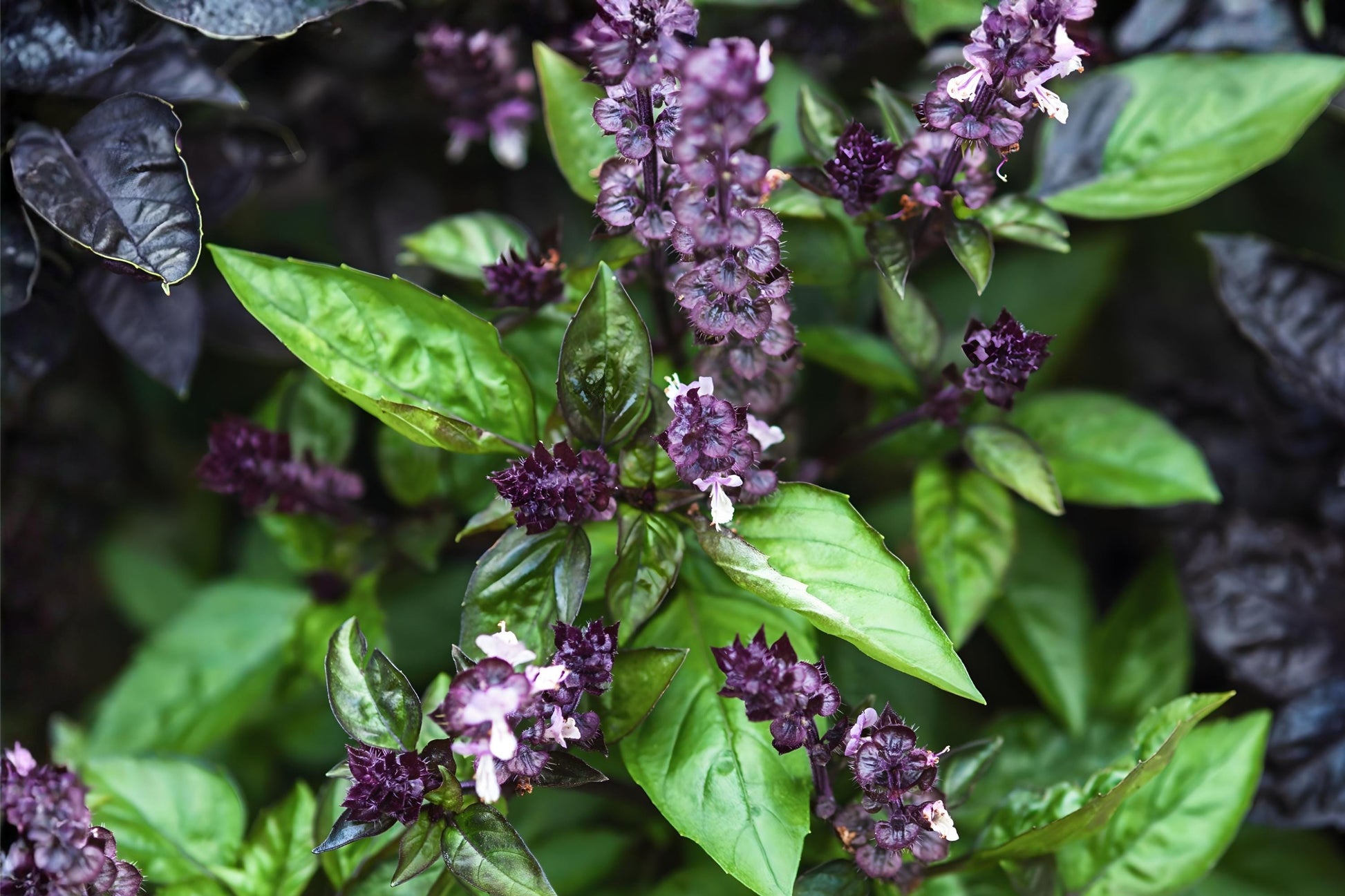 Cinnamon Basil Seeds | Aromatic Ocimum basilicum with Purple Stems & Pink-Lavender Flowers | Culinary & Ornamental Herb