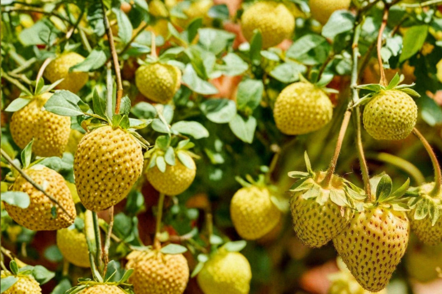Yellow Alpine Strawberry Seeds – Fragaria vesca ‘Yellow Wonder’ – Edible Berry Plant for Garden & Container
