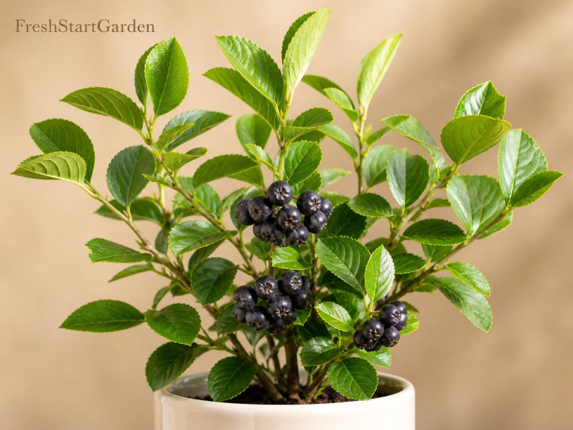 Black Chokeberry Plant – Aronia melanocarpa Bare Root Shrub with White Flowers & Black Berries, Native Edible Berry Bush