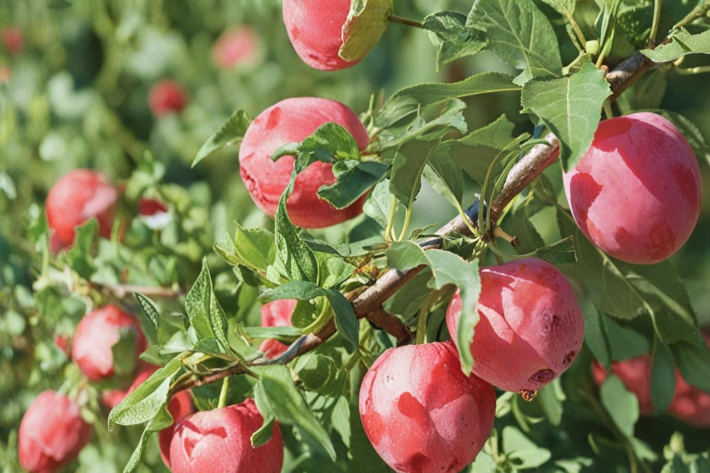 American Plum Seeds – Prunus americana, Edible Fruit Tree, Garden & Orchard Planting, Deciduous Tree Seeds