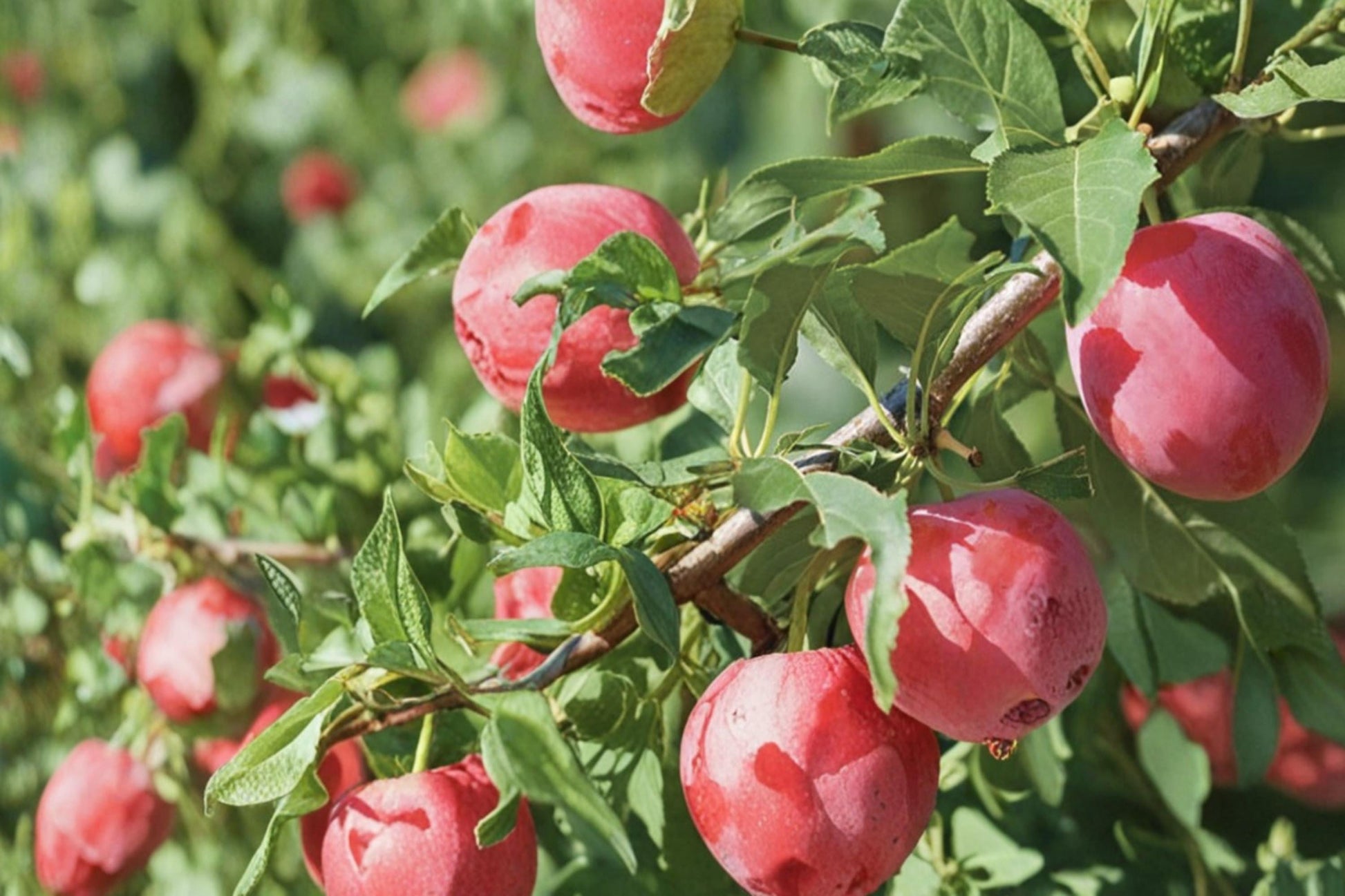 American Plum Seeds – Prunus americana, Edible Fruit Tree, Garden & Orchard Planting, Deciduous Tree Seeds