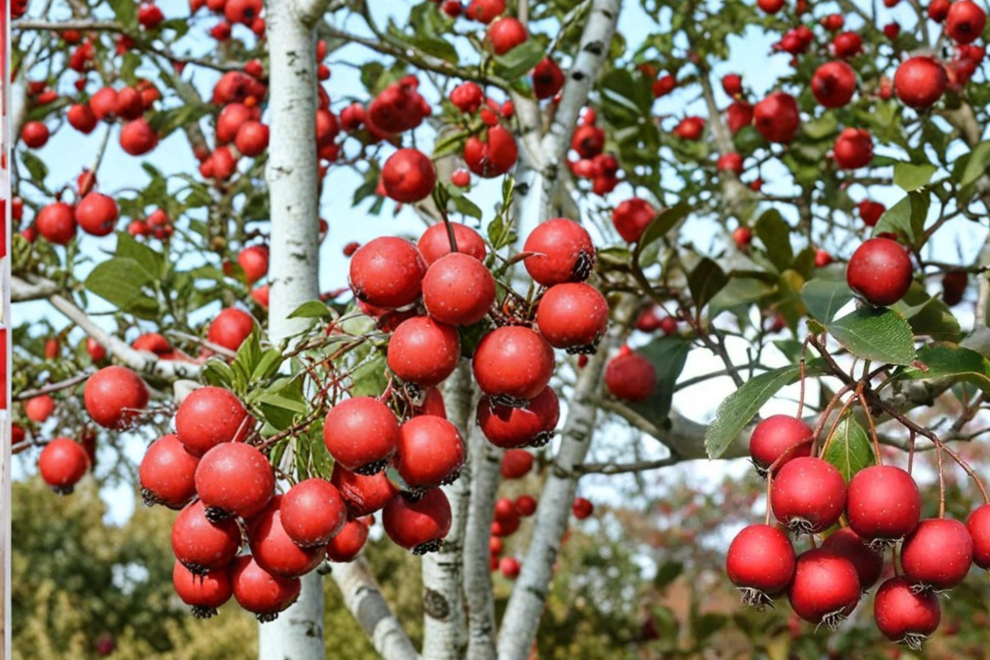 Thornless Hawthorn Seeds, Crataegus crus-galli, Ornamental Tree, Hedge Plant, Wildlife Garden, Fall Color, Deciduous Tree