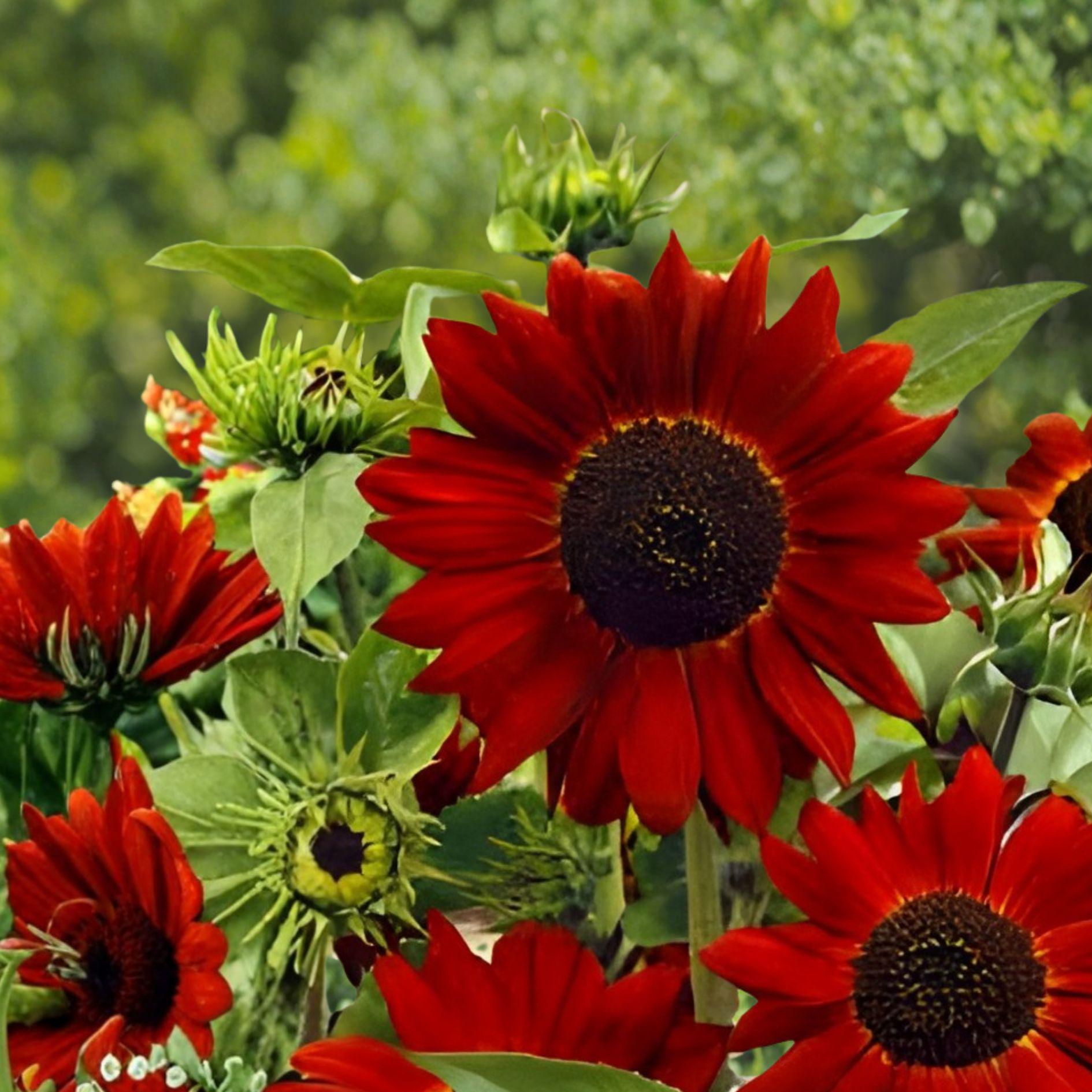 Velvet Queen Sunflower Seeds – Helianthus annuus, Deep Red Burgundy Blooms, Annual Garden Flower, Full Sun, 15 Seeds