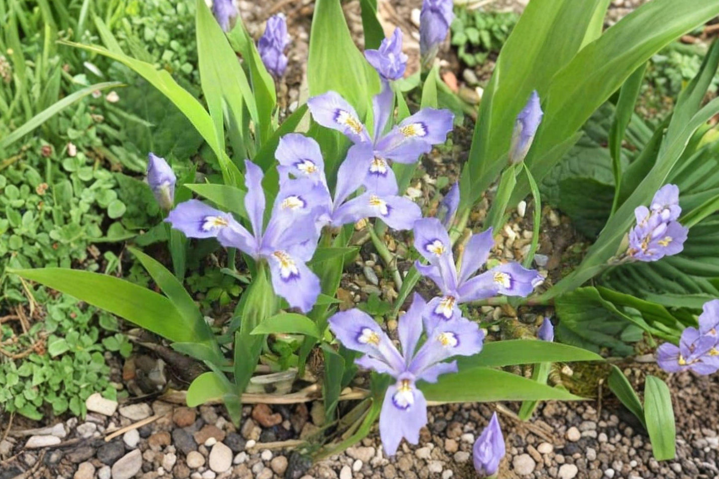 Dwarf Crested Iris Bulbs – Iris cristata – Blue-Violet Perennial Groundcover for Shade Gardens, 5 Bulbs