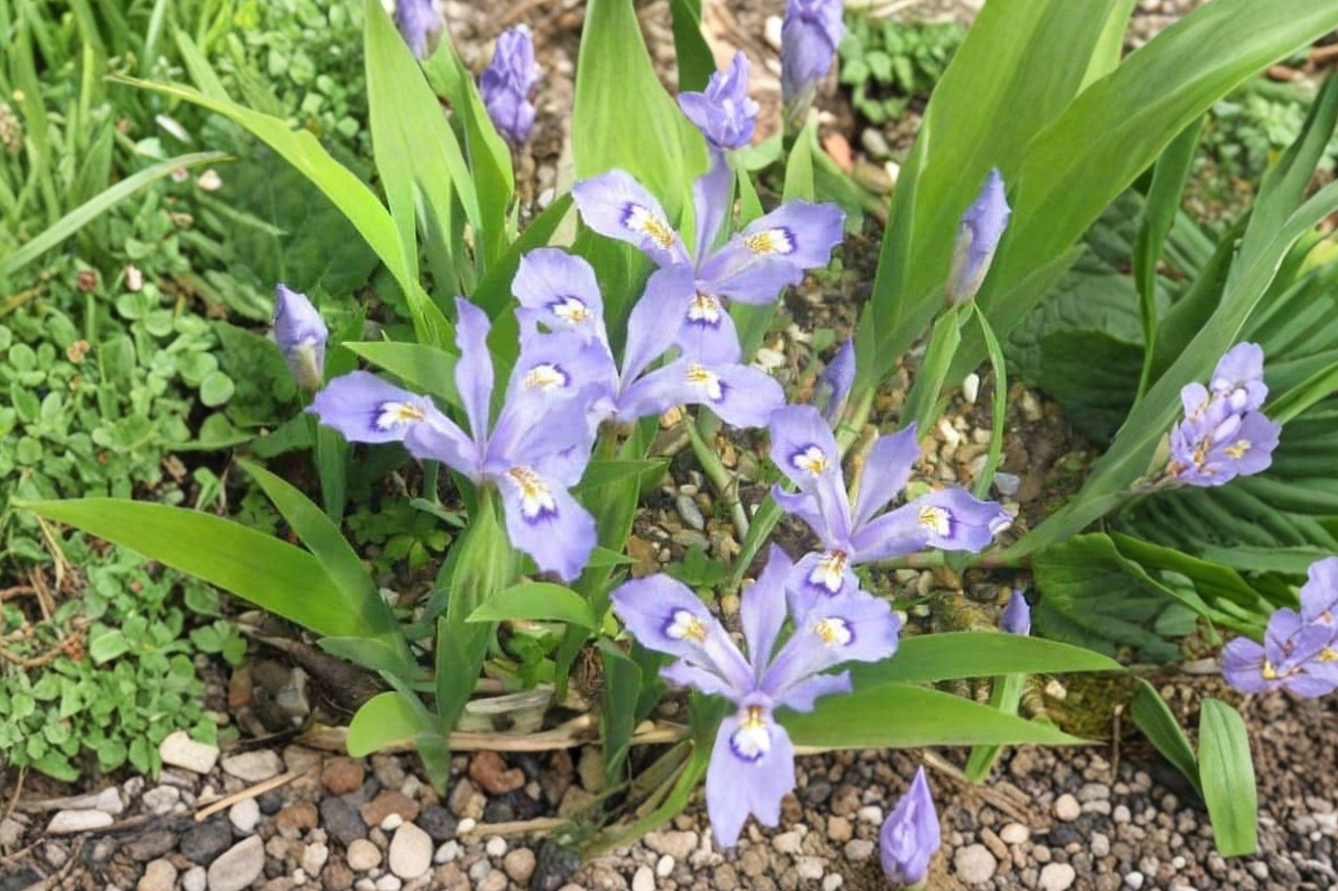 Dwarf Crested Iris Bulbs – Iris cristata – Blue-Violet Perennial Groundcover for Shade Gardens, 5 Bulbs