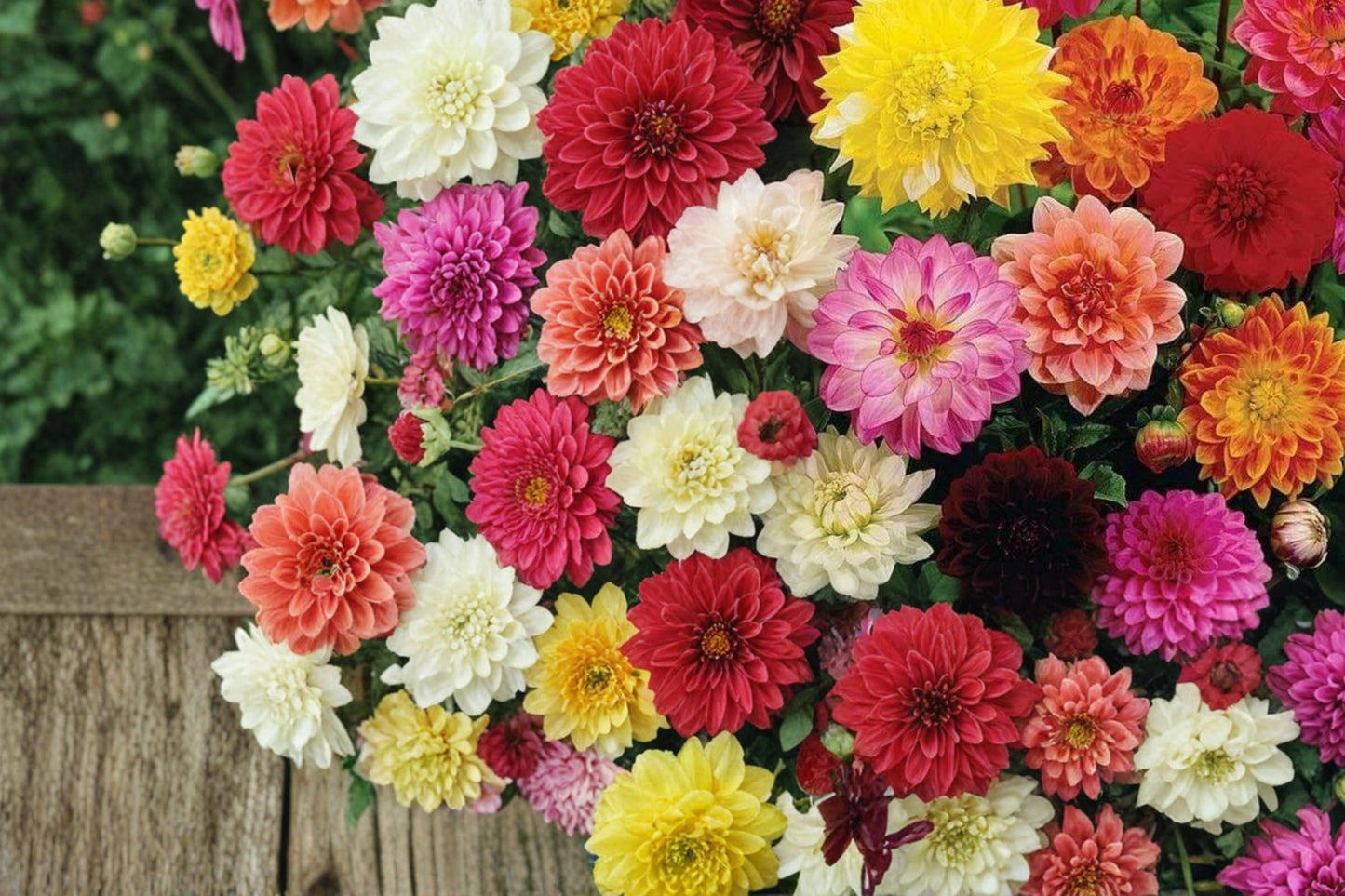 Dahlia Seeds Mix – Vibrant Flowering Annuals for Garden Beds & Containers – Dahlia pinnata