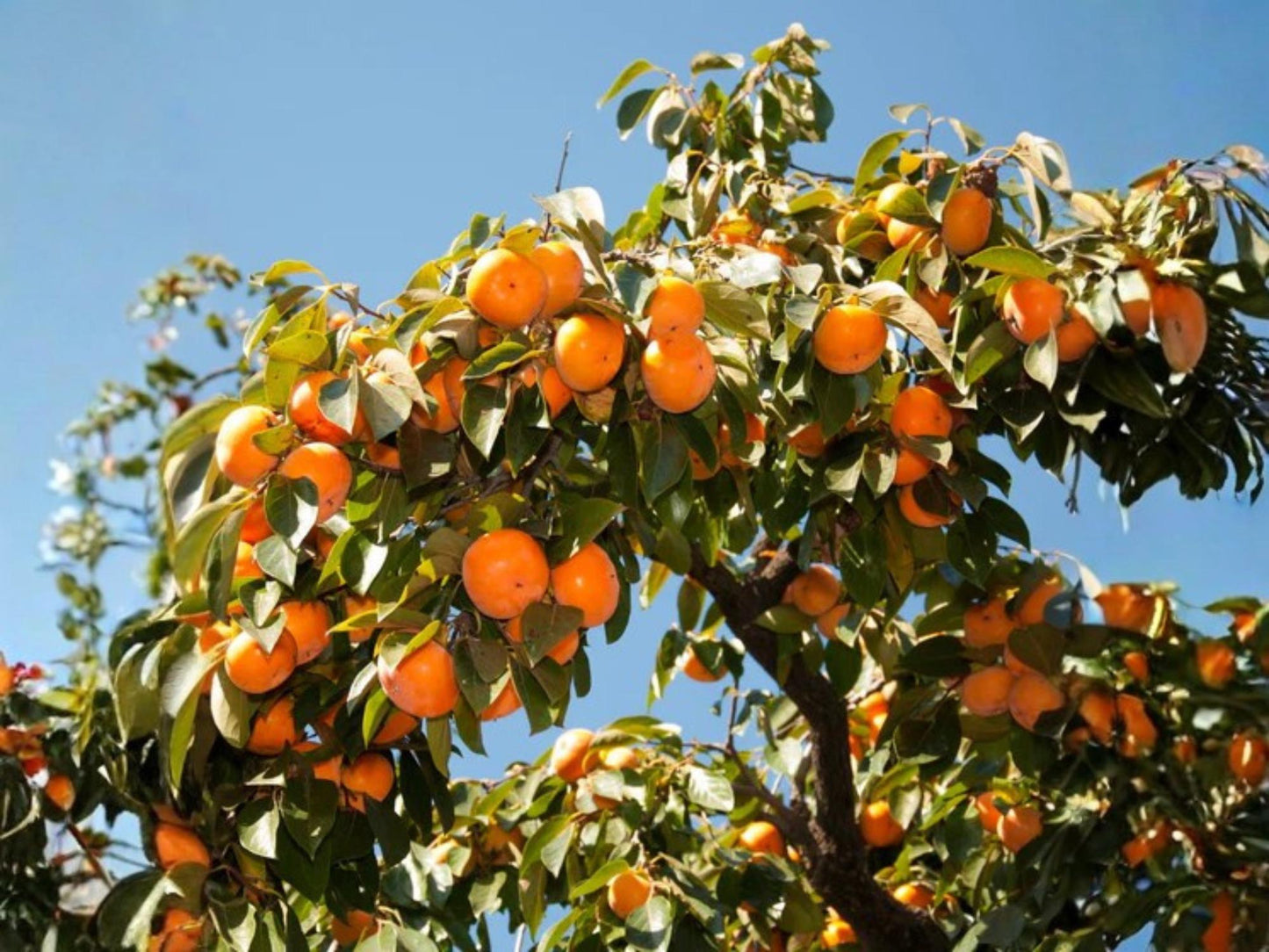 American Persimmon Tree Bare Root Plant - Diospyros virginiana, 12-24 Inches, Native Fruit Tree, Edible Orange Fruit, Low Maintenance