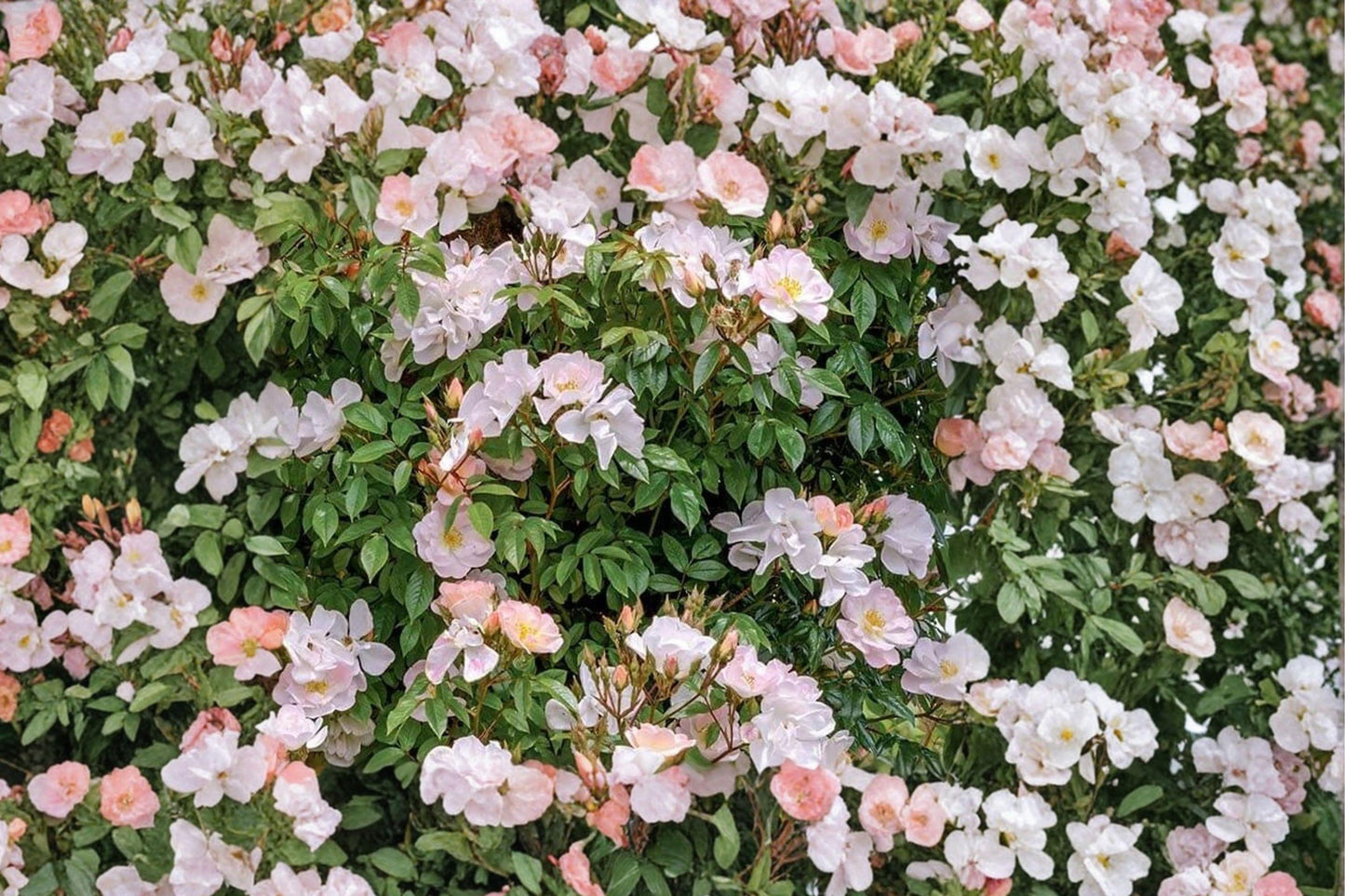 Pink Climbing Rose Bare Root Plant – Rosa spp. Perennial Flowering Shrub for Trellises and Fences