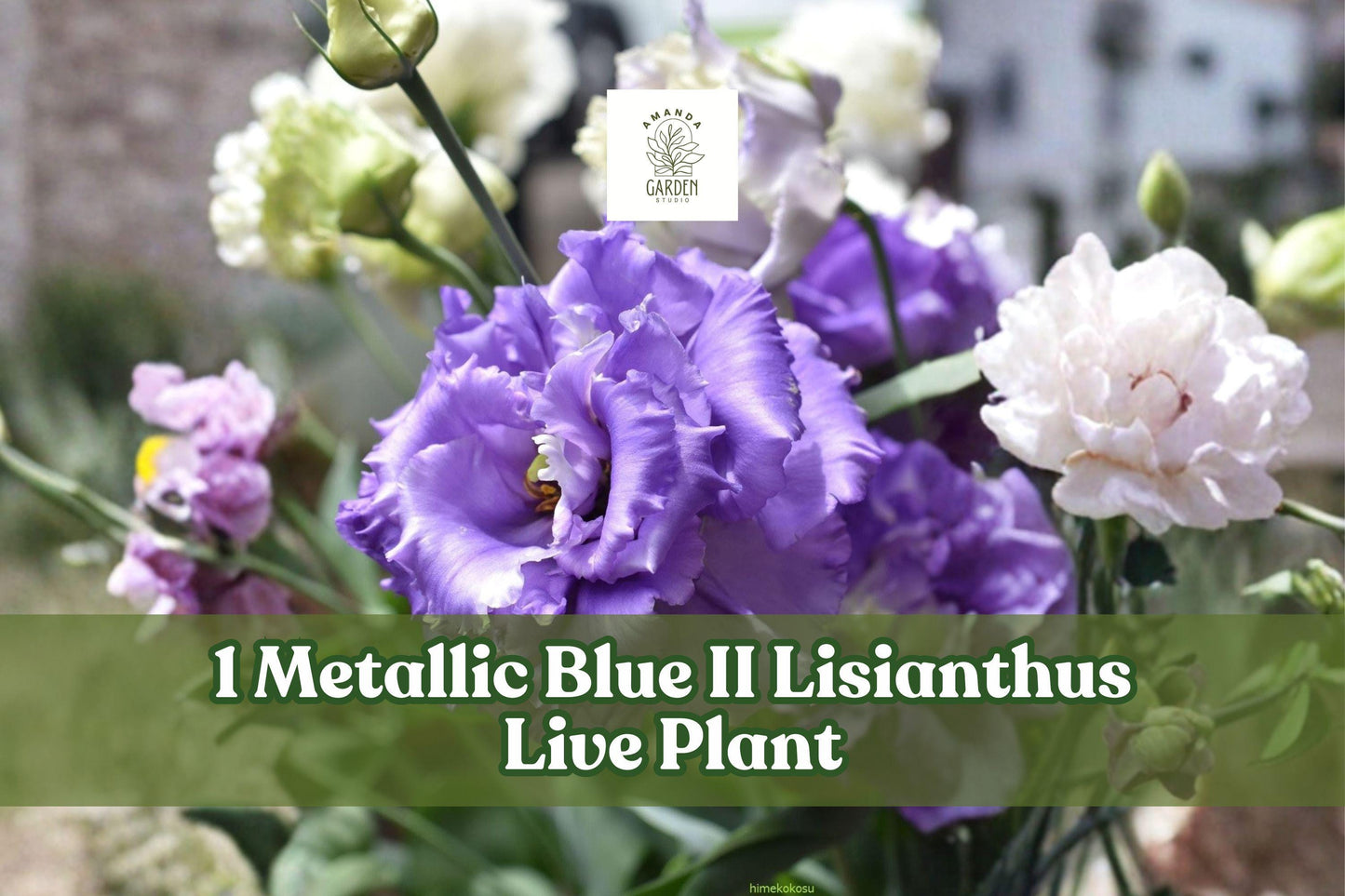Metallic Blue Lisianthus Live Plant Plug - Eustoma grandiflorum Celeb Series for Cut Flowers, Containers, Garden