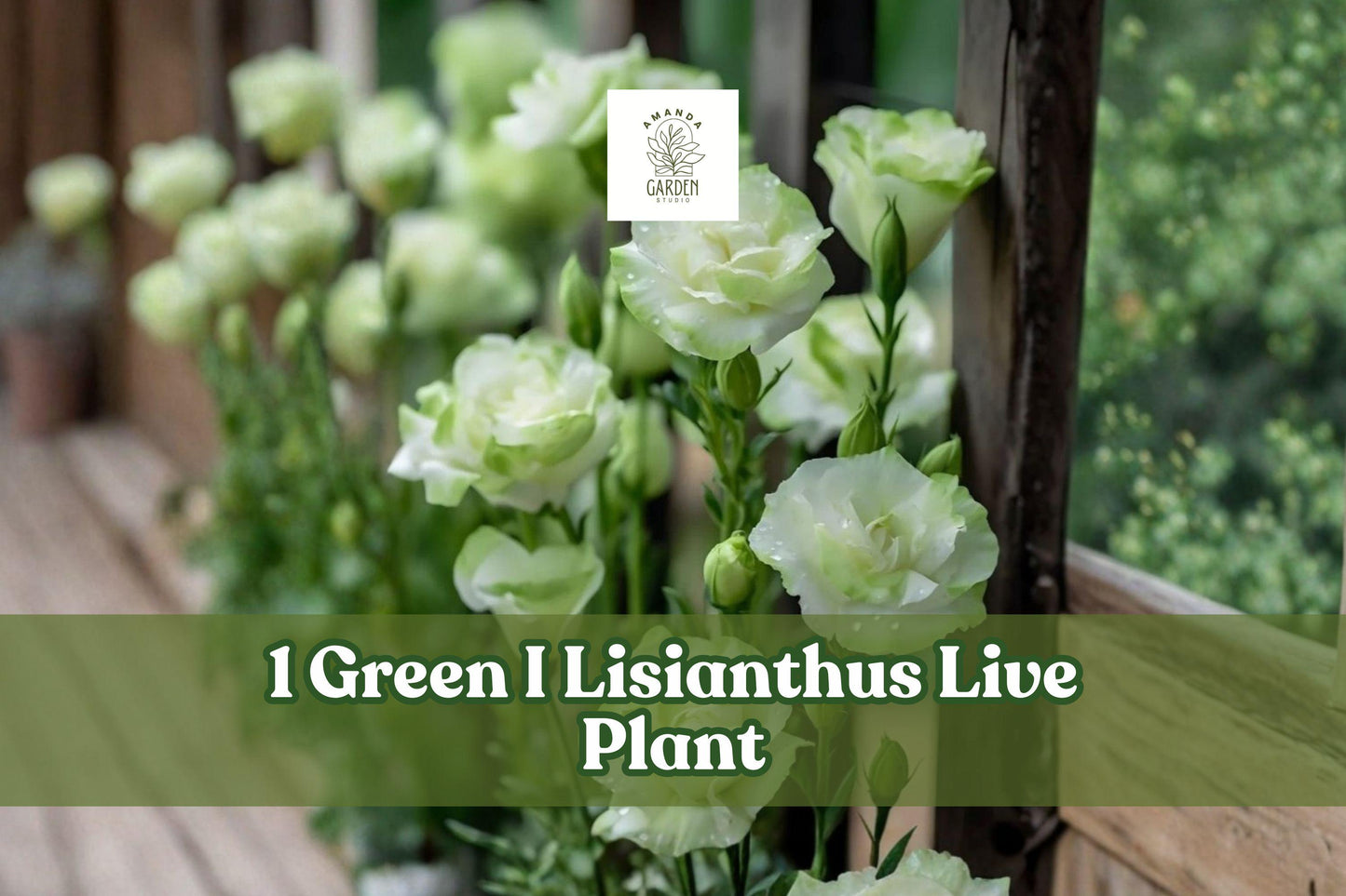 Green Lisianthus Live Plant Plug | Eustoma grandiflorum Celeb Series | Starter Flowering Plant for Garden & Container