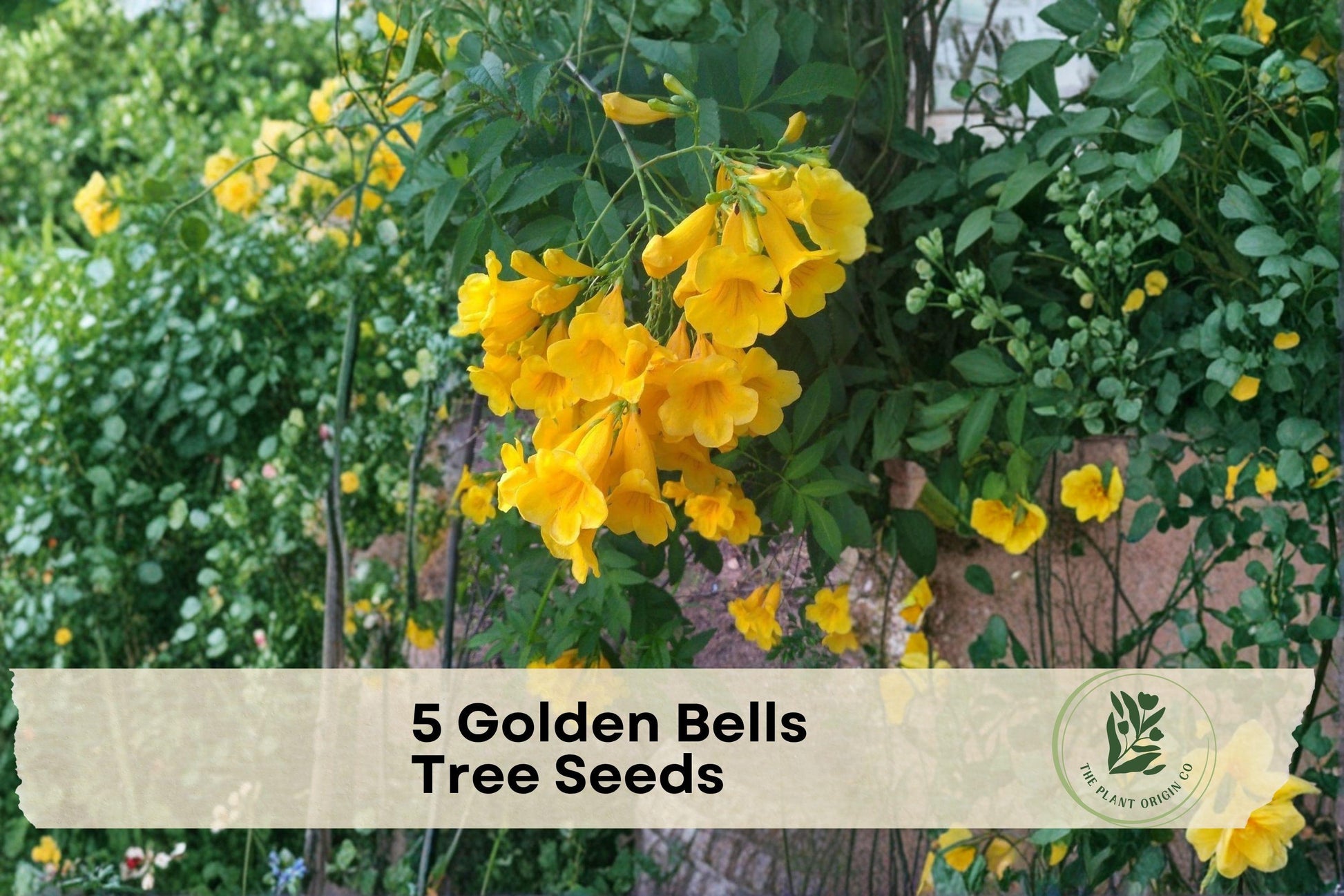 Golden Bells Tree Seeds – Ornamental Mayodendron igneum with Bright Orange Bell-Shaped Flowers, Garden Plant, Outdoor Landscaping Seeds