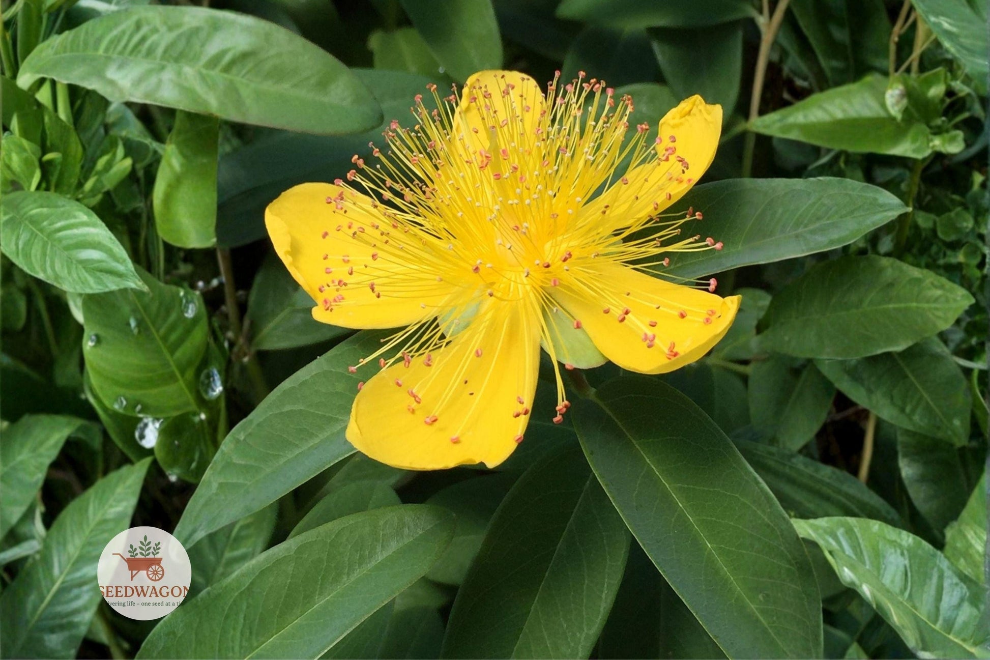 St Johns Wort seeds, native wildflower seeds, pollinator garden seeds, yellow flower seeds, perennial wildflower seeds, meadow plant seeds, native landscape seeds, bee attracting seeds, butterfly friendly seeds, summer bloom seeds, naturalized garden seeds, hardy perennial seeds, wildflower seed packet