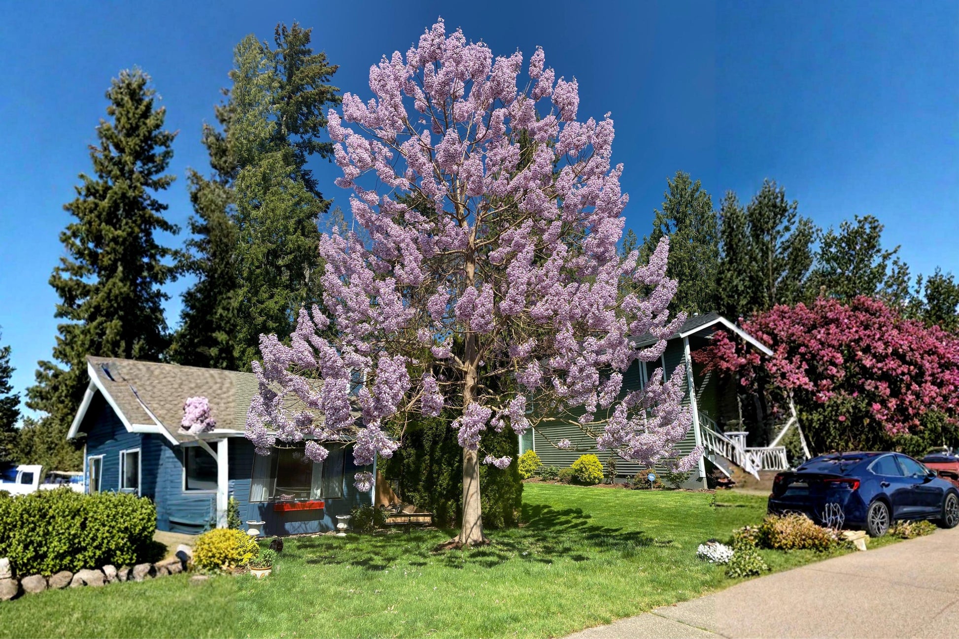 Empress Tree Seeds (100) | Royal Paulownia tomentosa | Fast-Growing Ornamental Tree with Lavender Purple Blooms